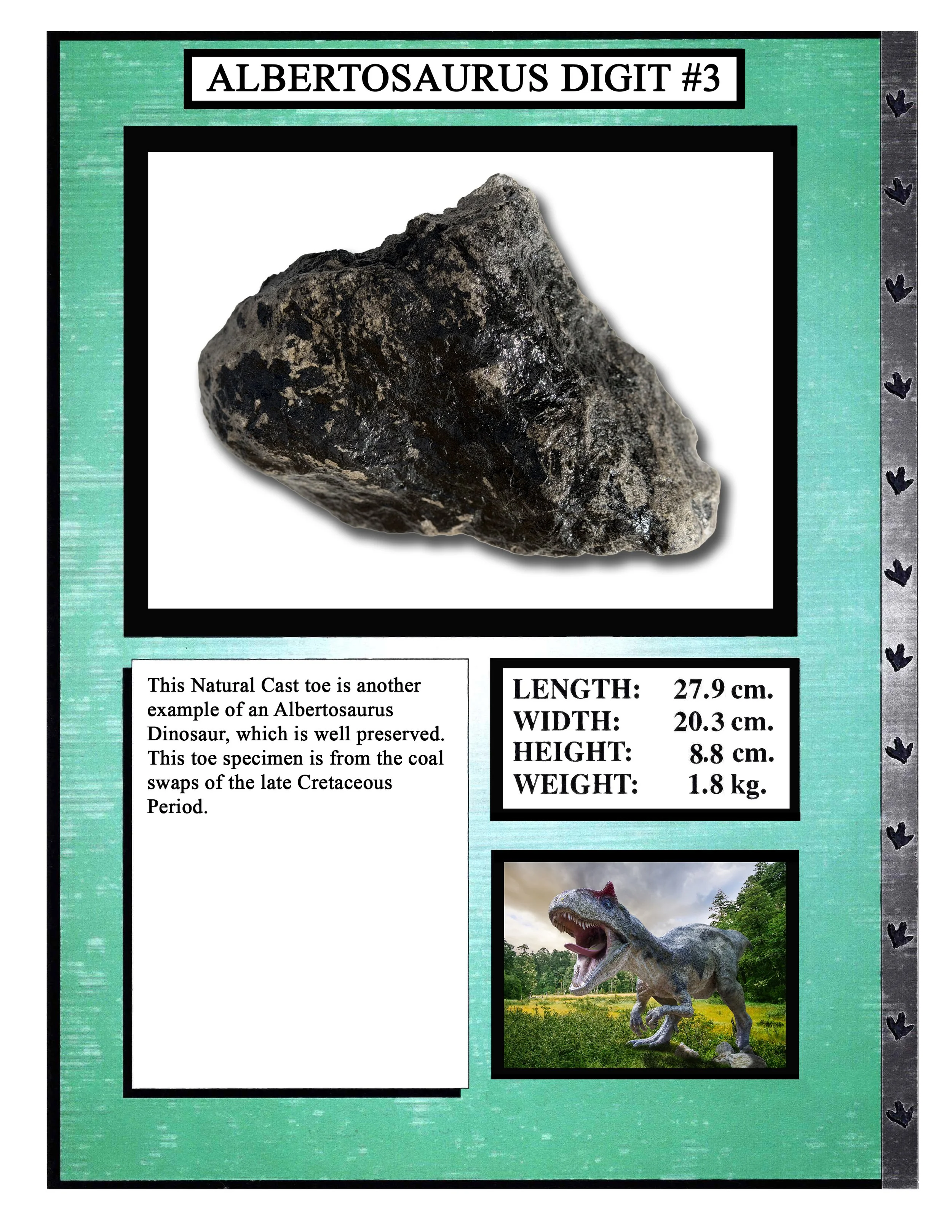 Albertosaurs Digit #3