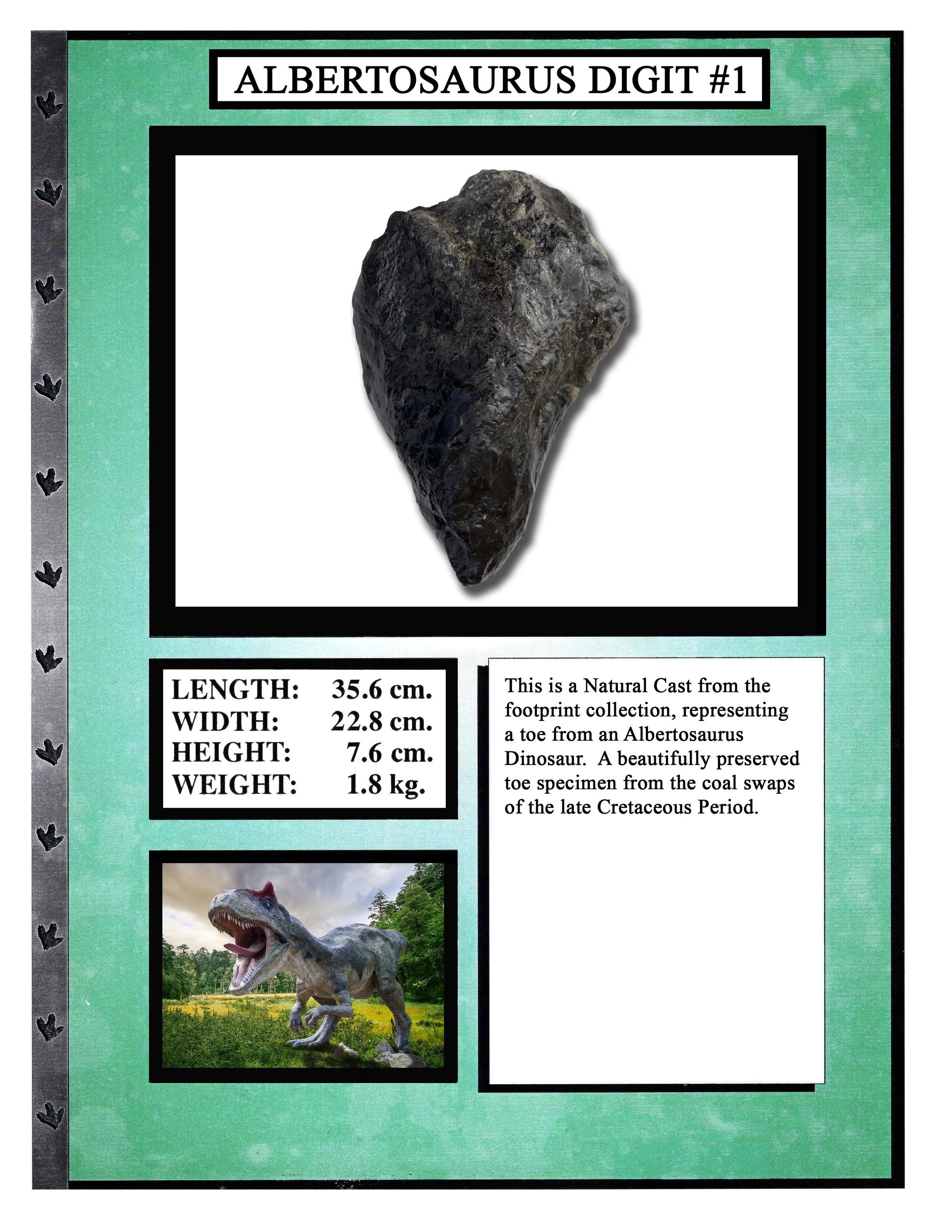 Albertosaurus Digit #1