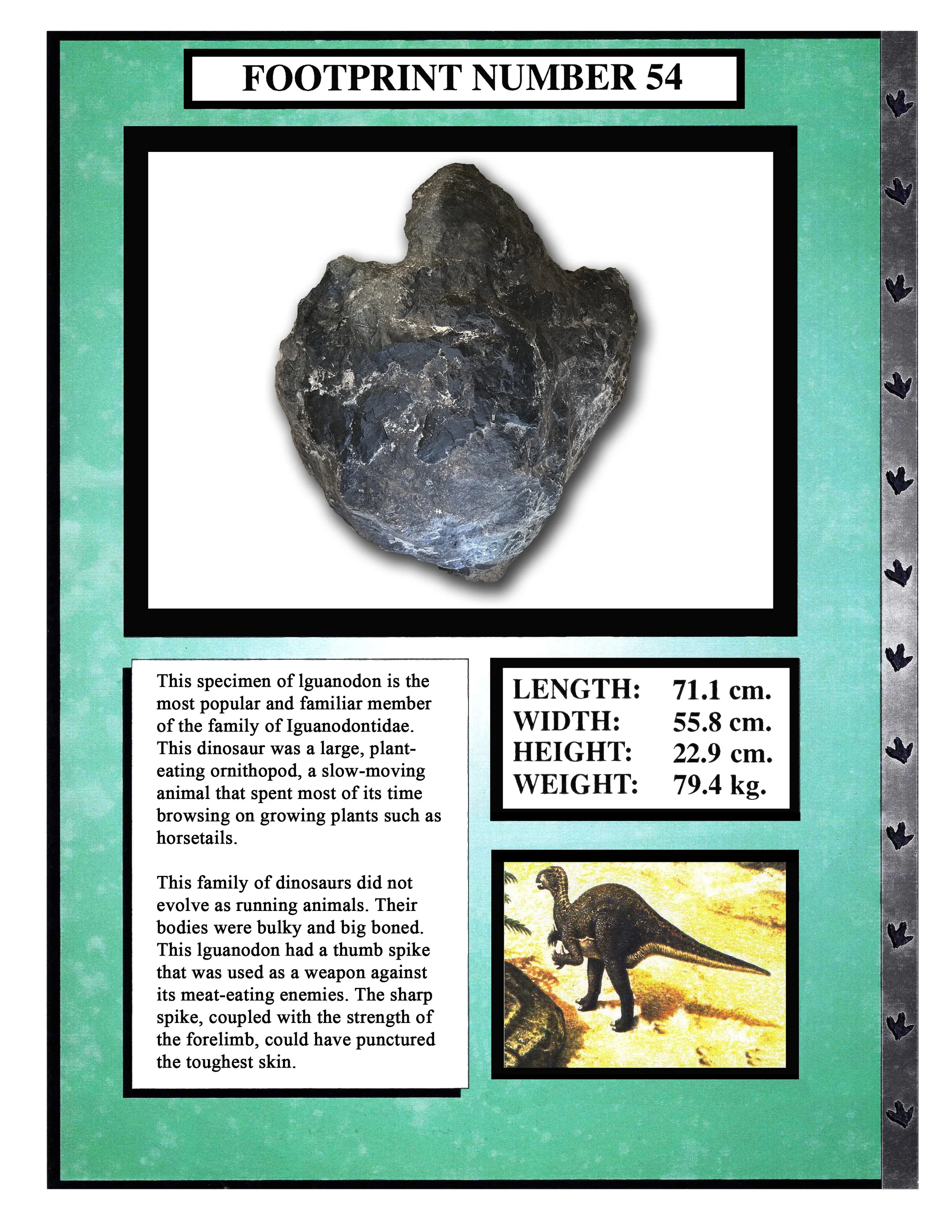 Iguanodon #54