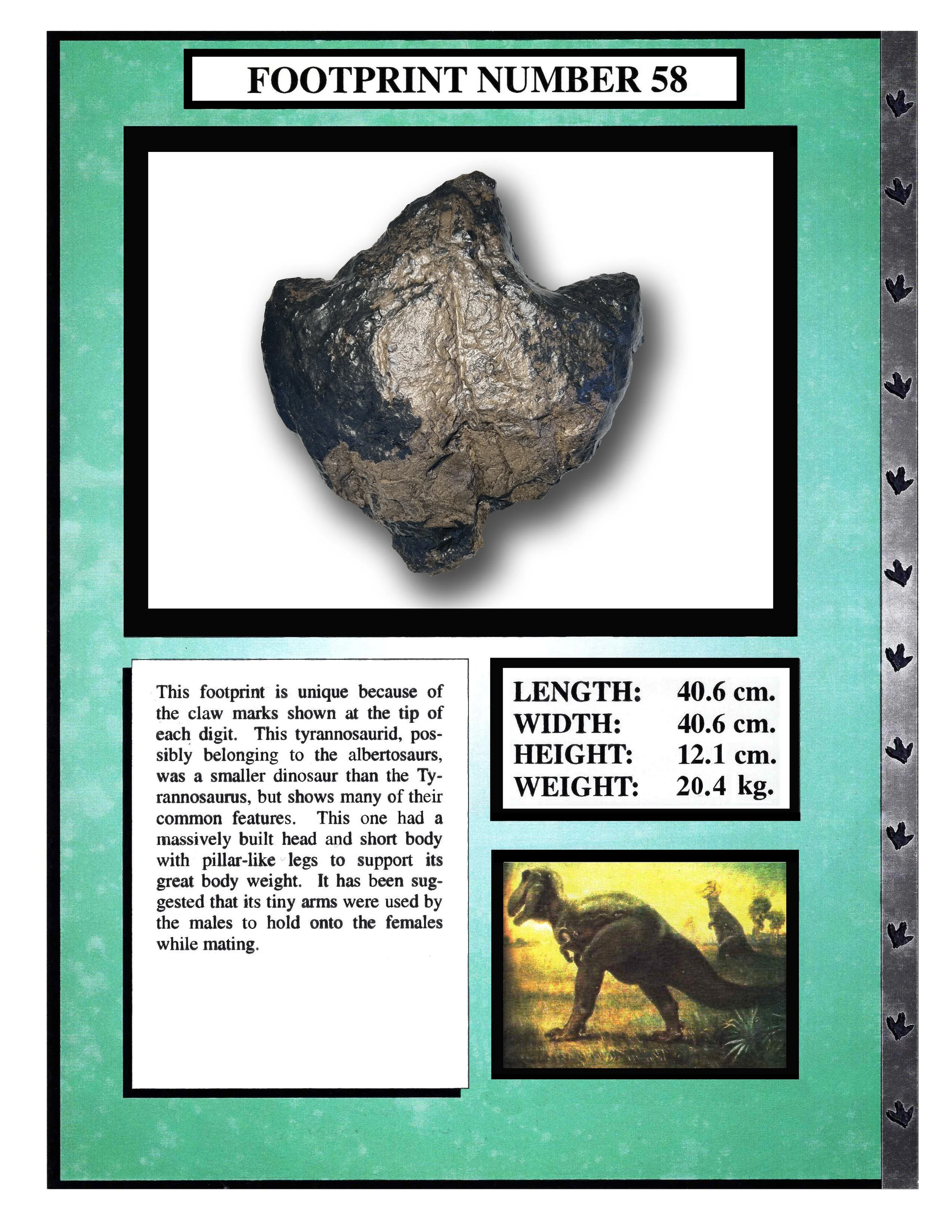 Albertosaurus #58