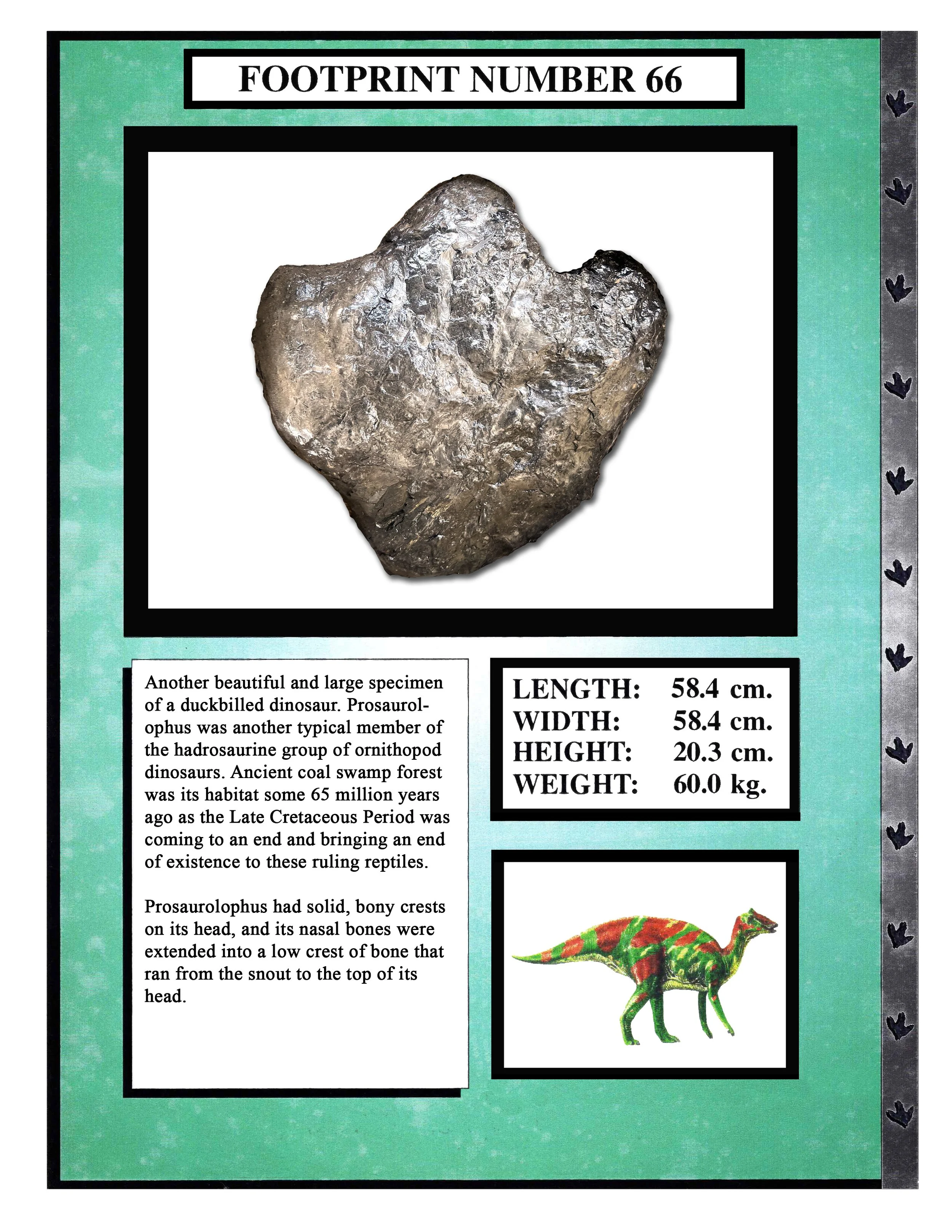 Prosaurolophus #66