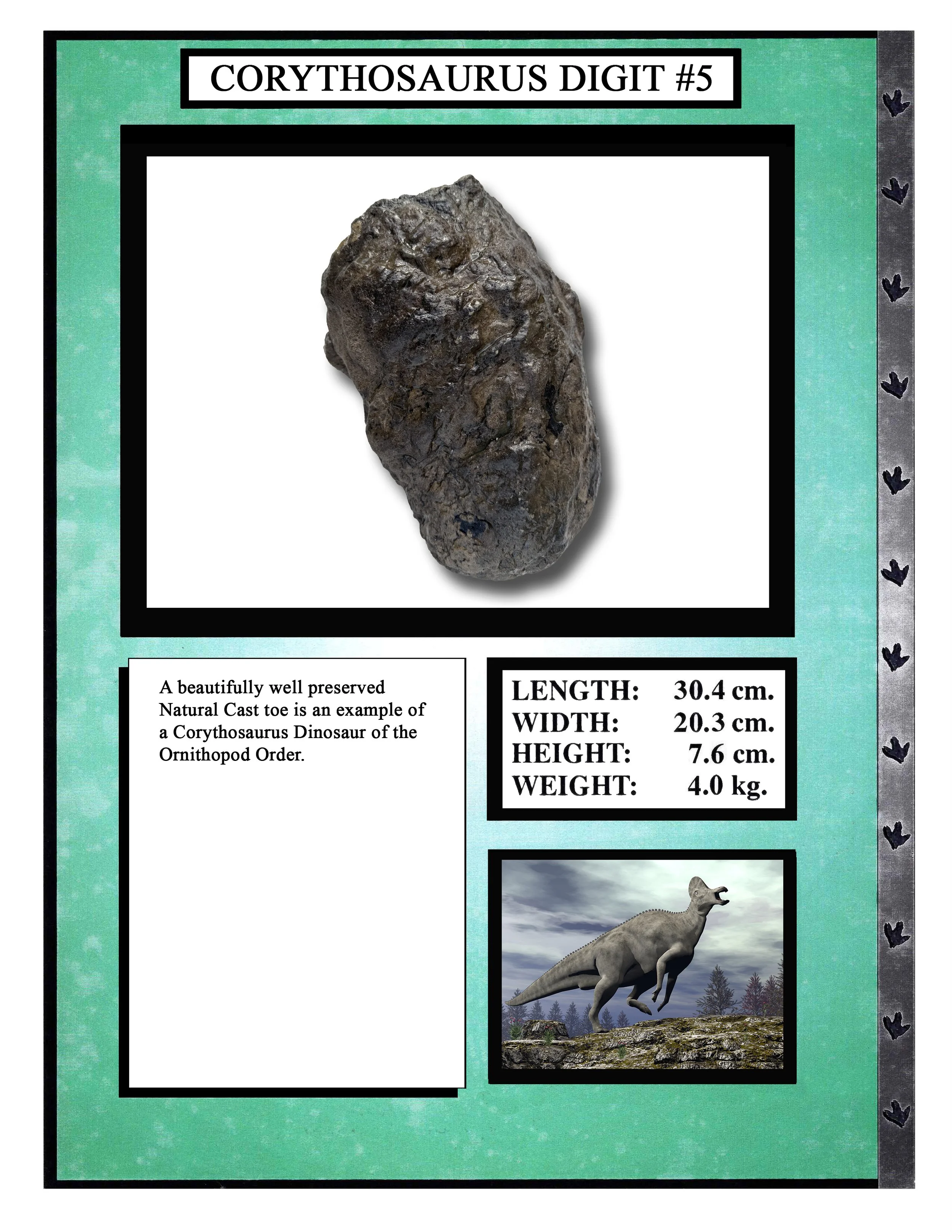 Corythasaurus Digit #5