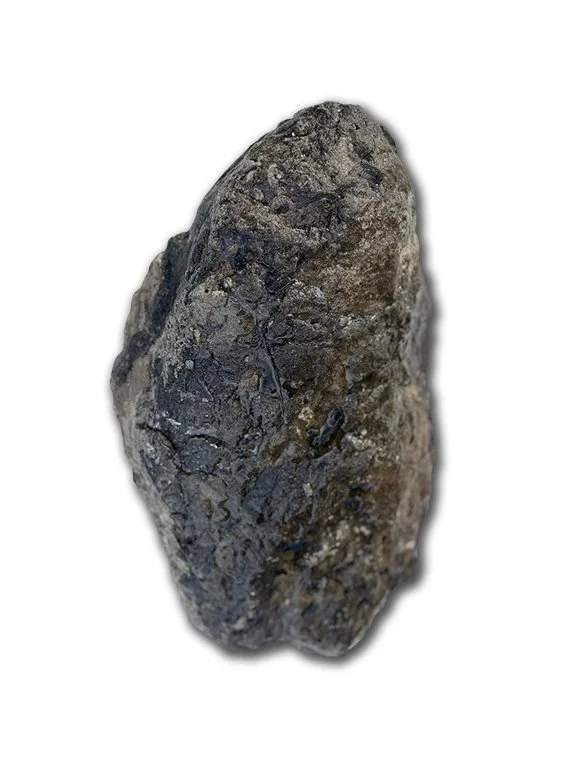 Albertosaurus Digit #6