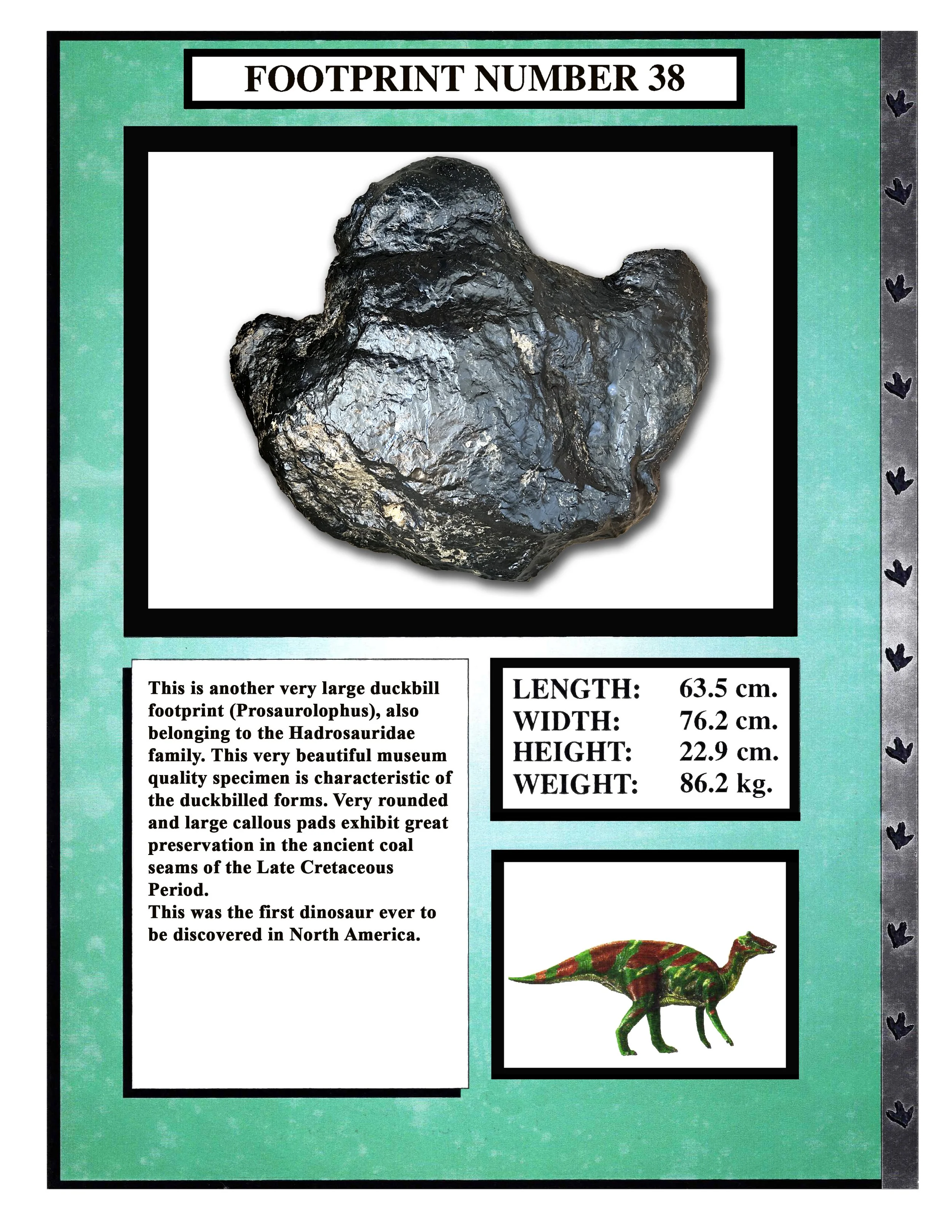 Parasaurolophus #38