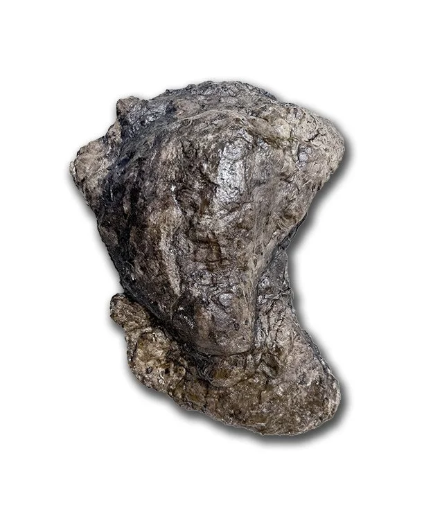 Albertosaurus Toe #8