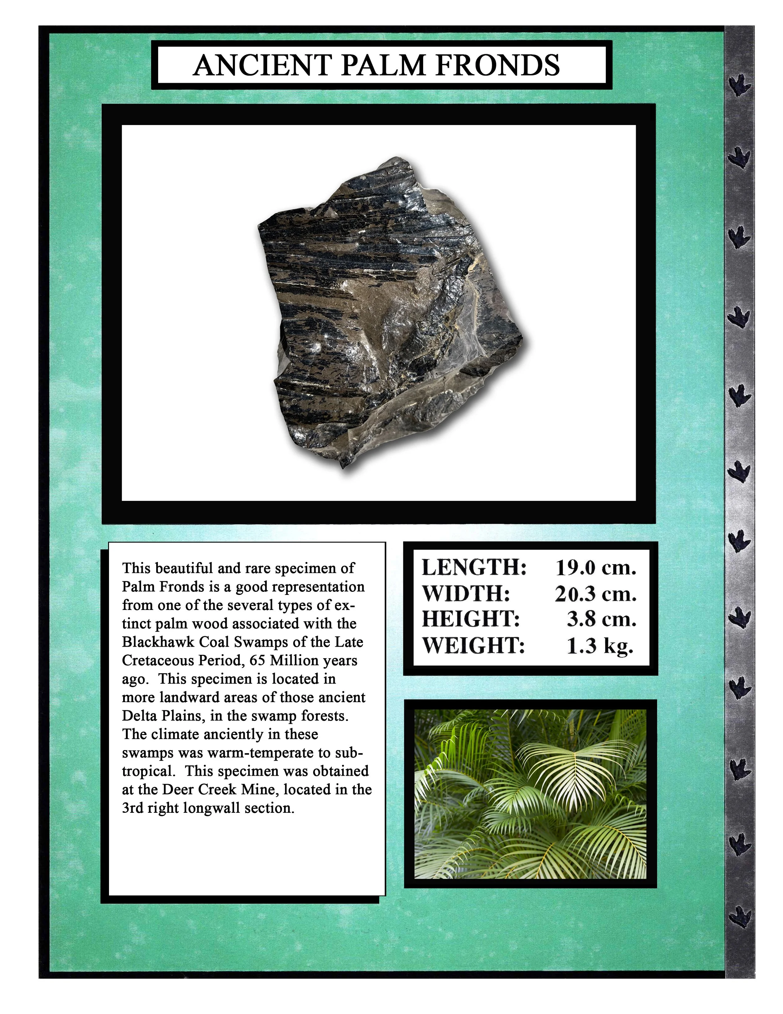 Ancient Palm Fronds
