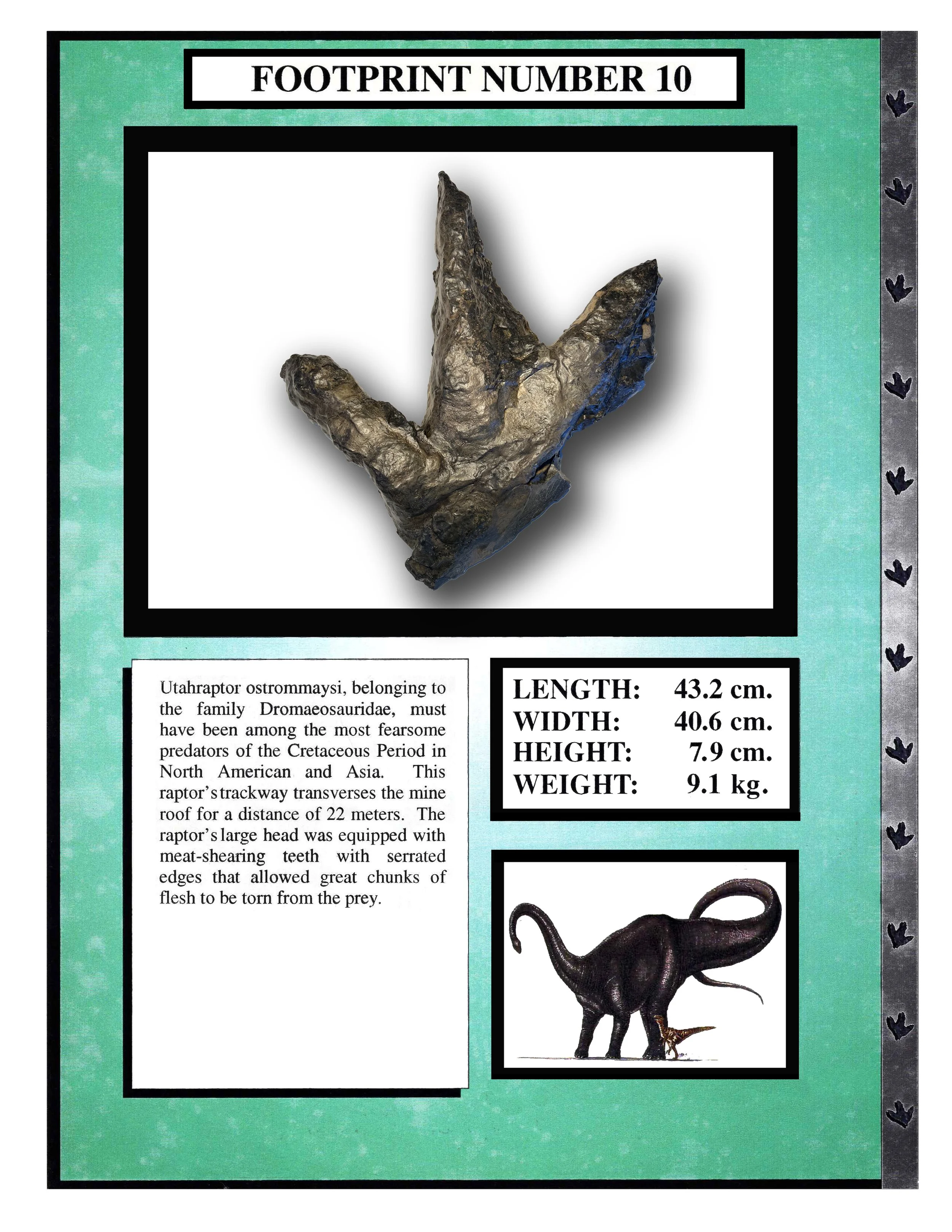 Utahraptor #10