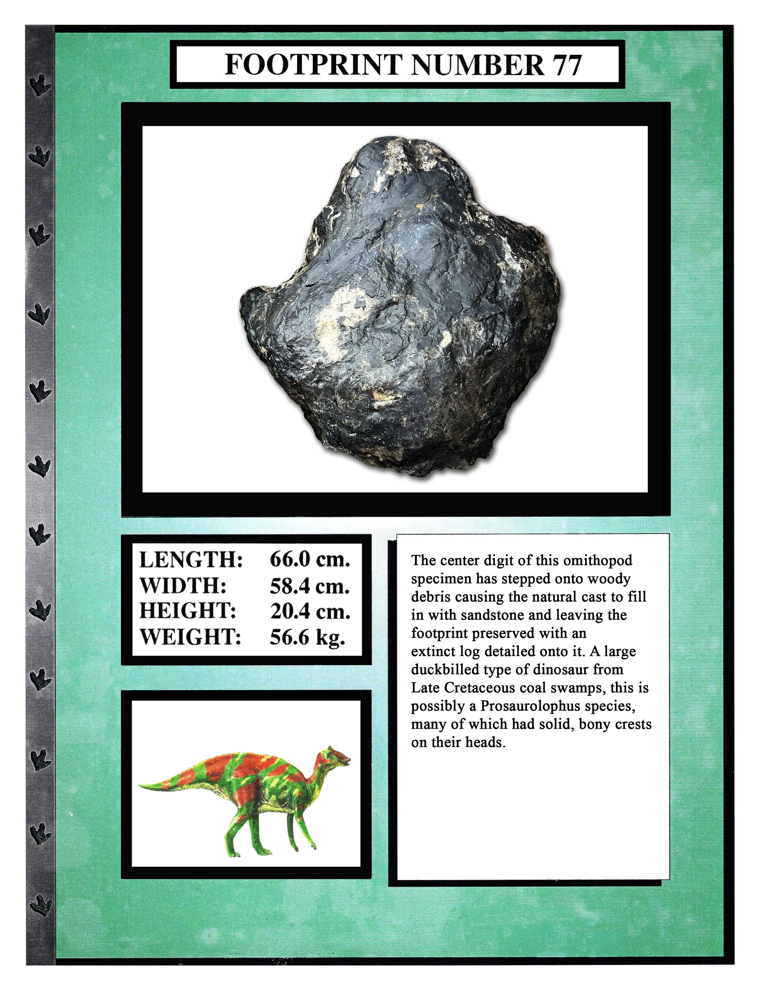 Prosaurolophus #77