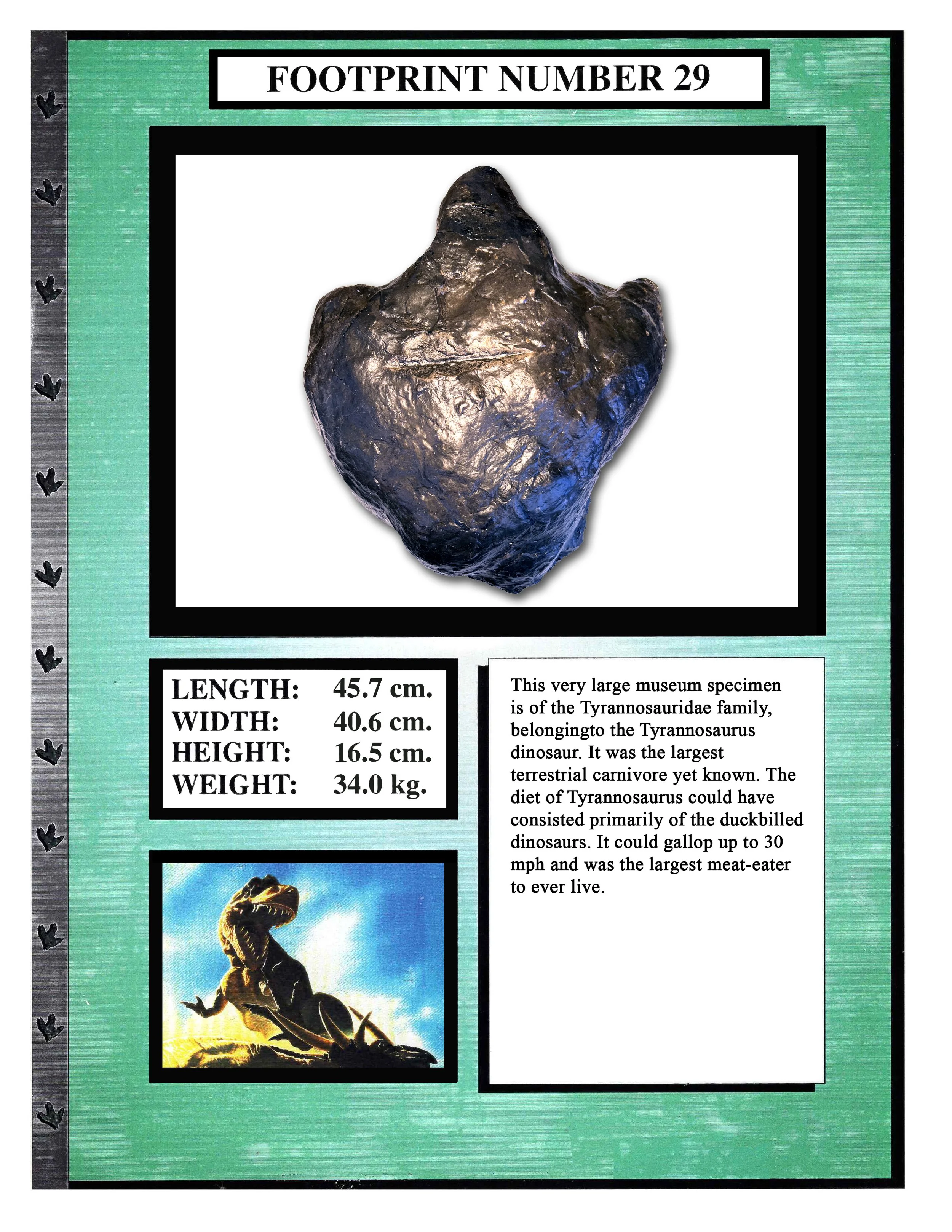 Tyrannosaurus #29