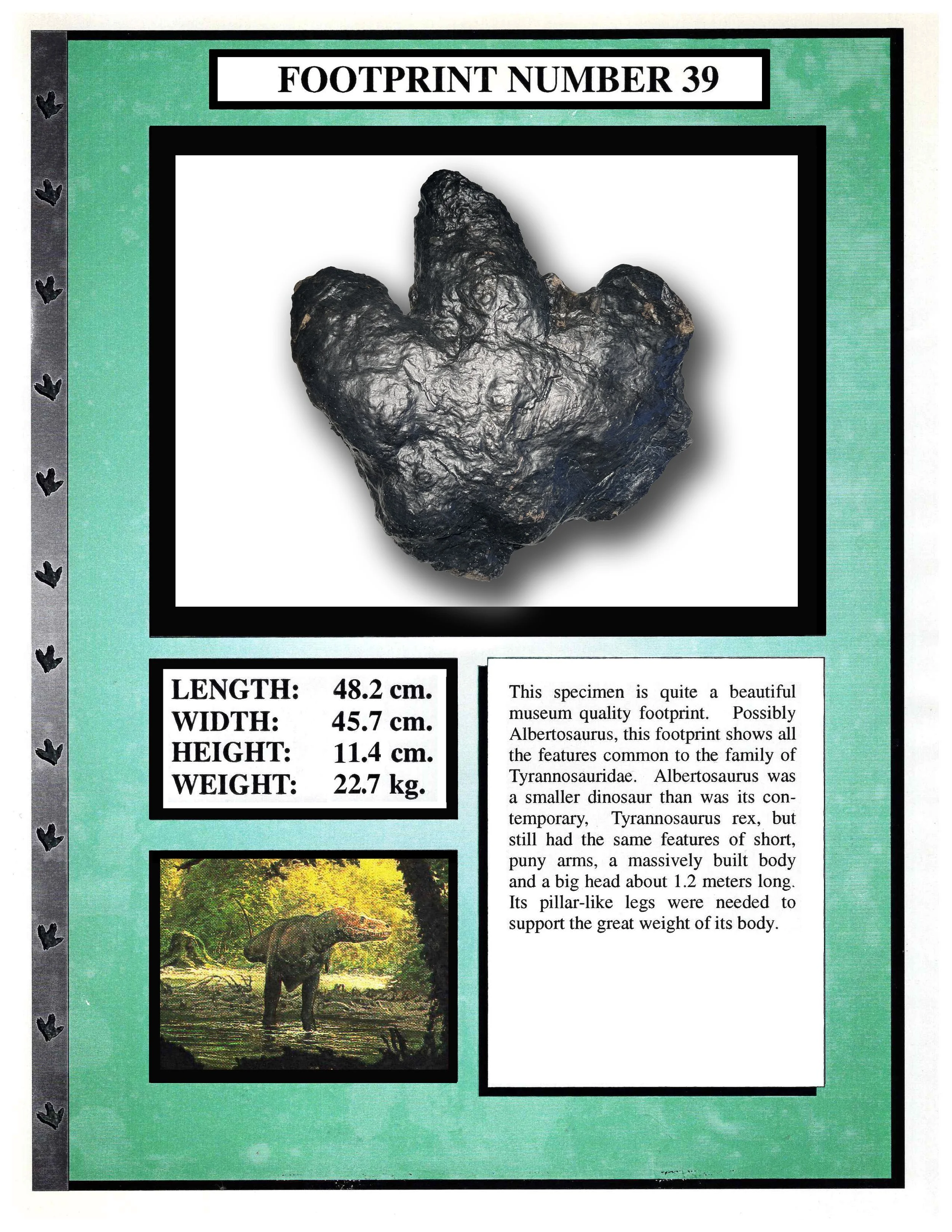 Albertosaurus #39