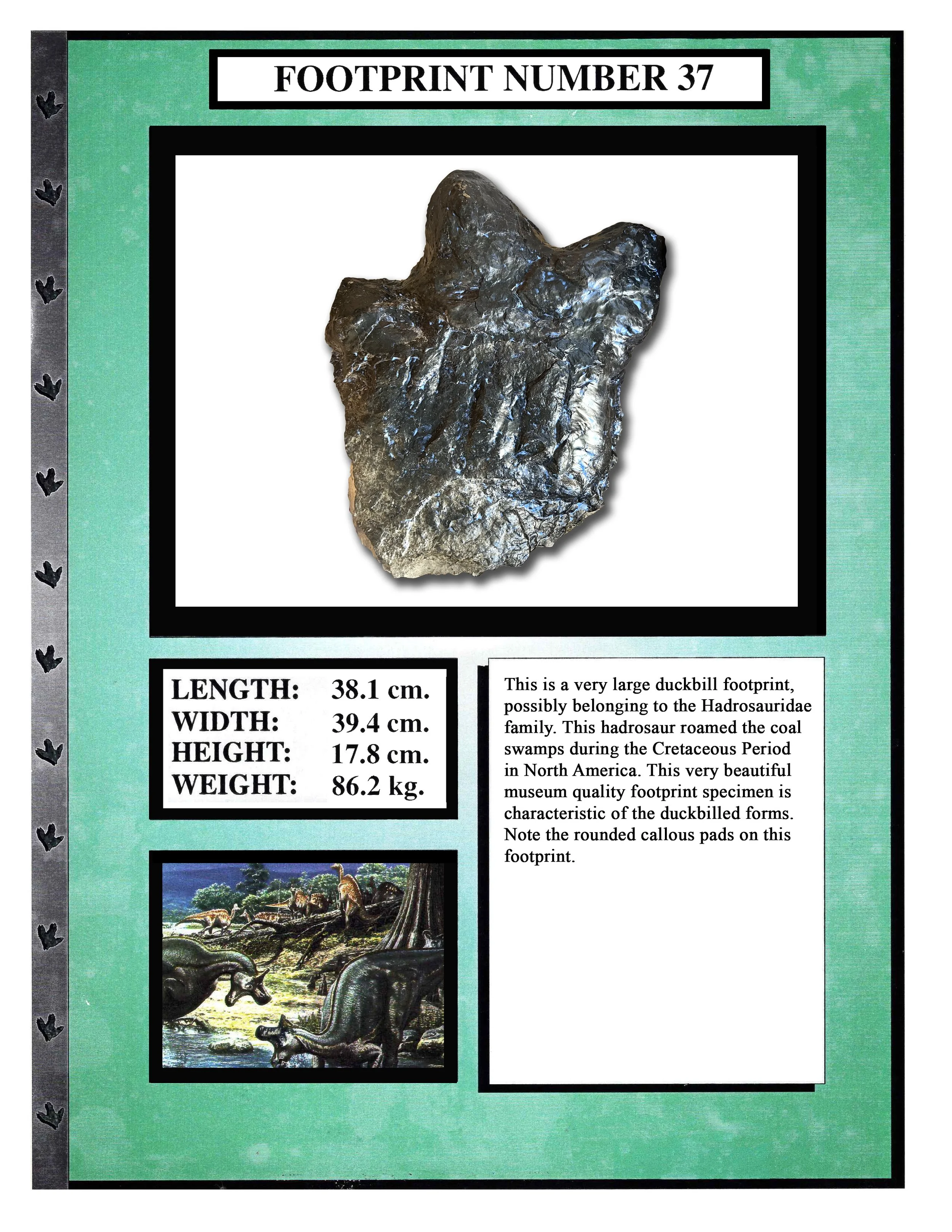 Hadrosaurus #37