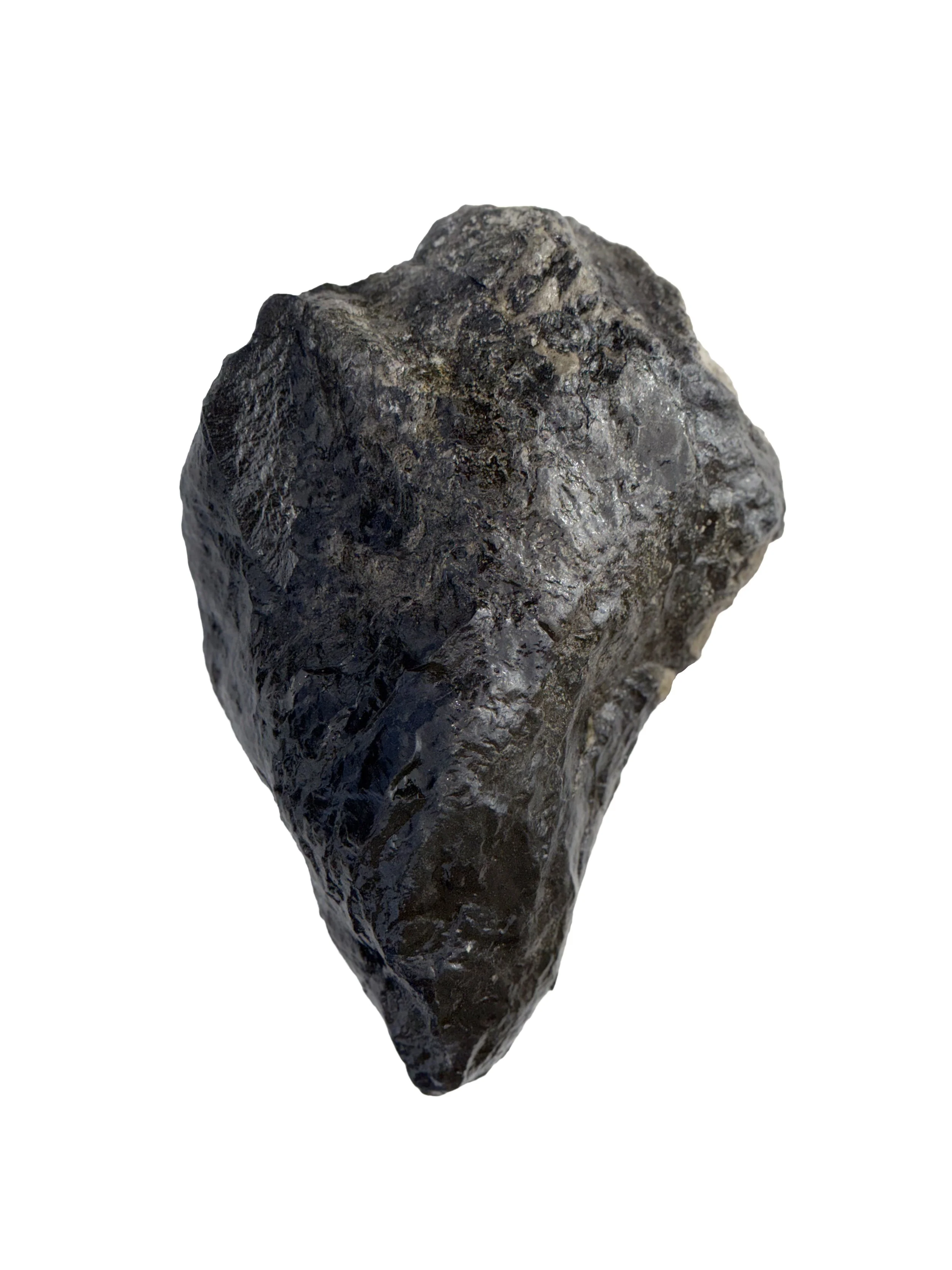 Albertosaurs Digit #1