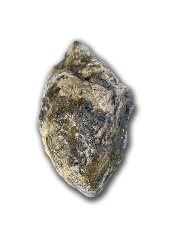 Albertosaurus Digit #7
