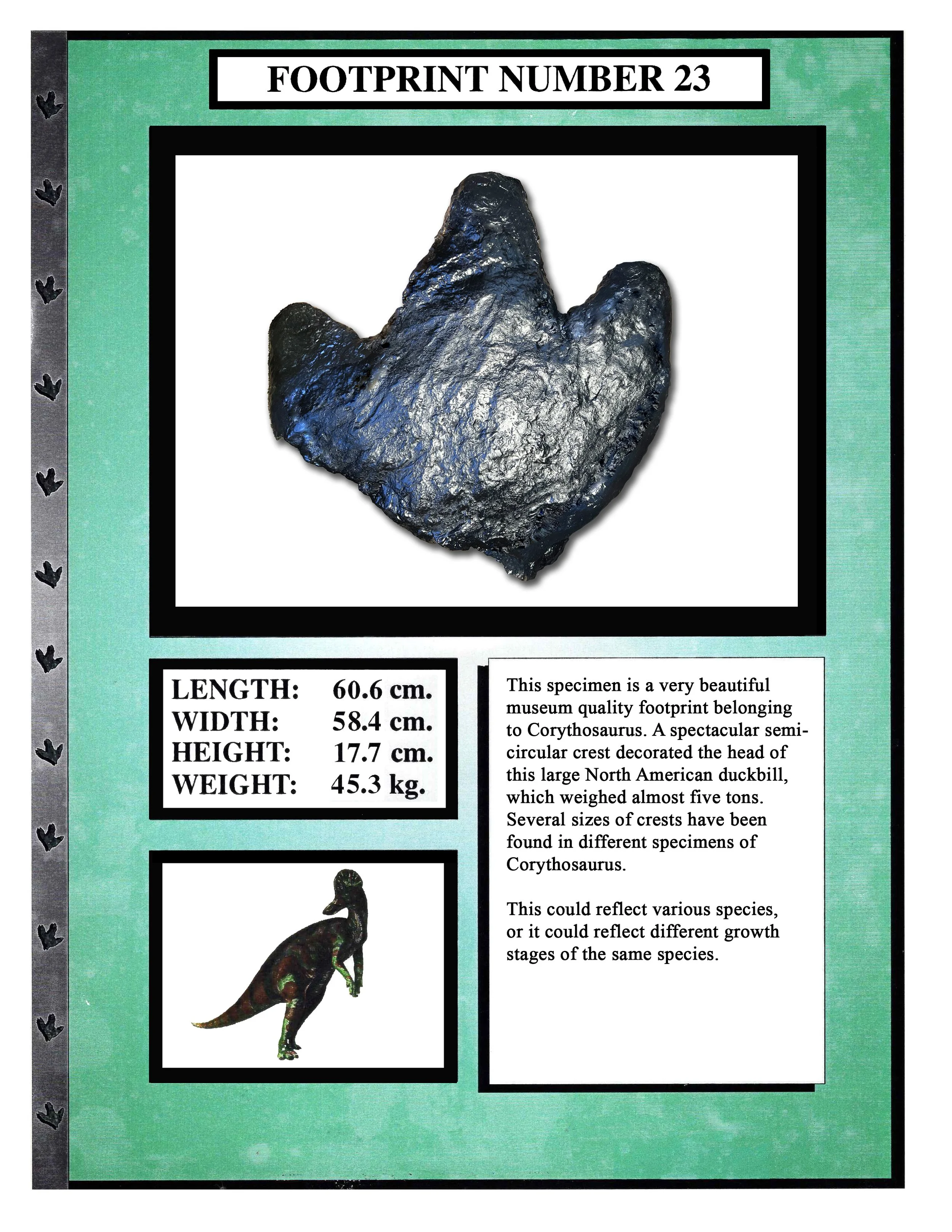 Corythosaurus #23