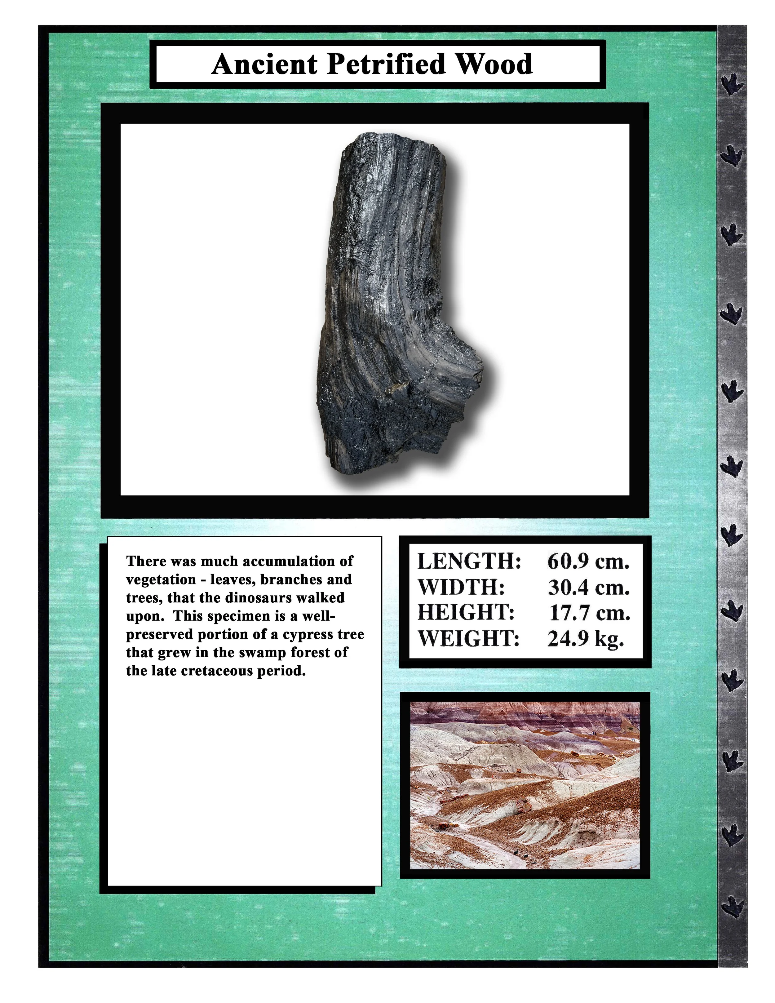 Petrified Wood