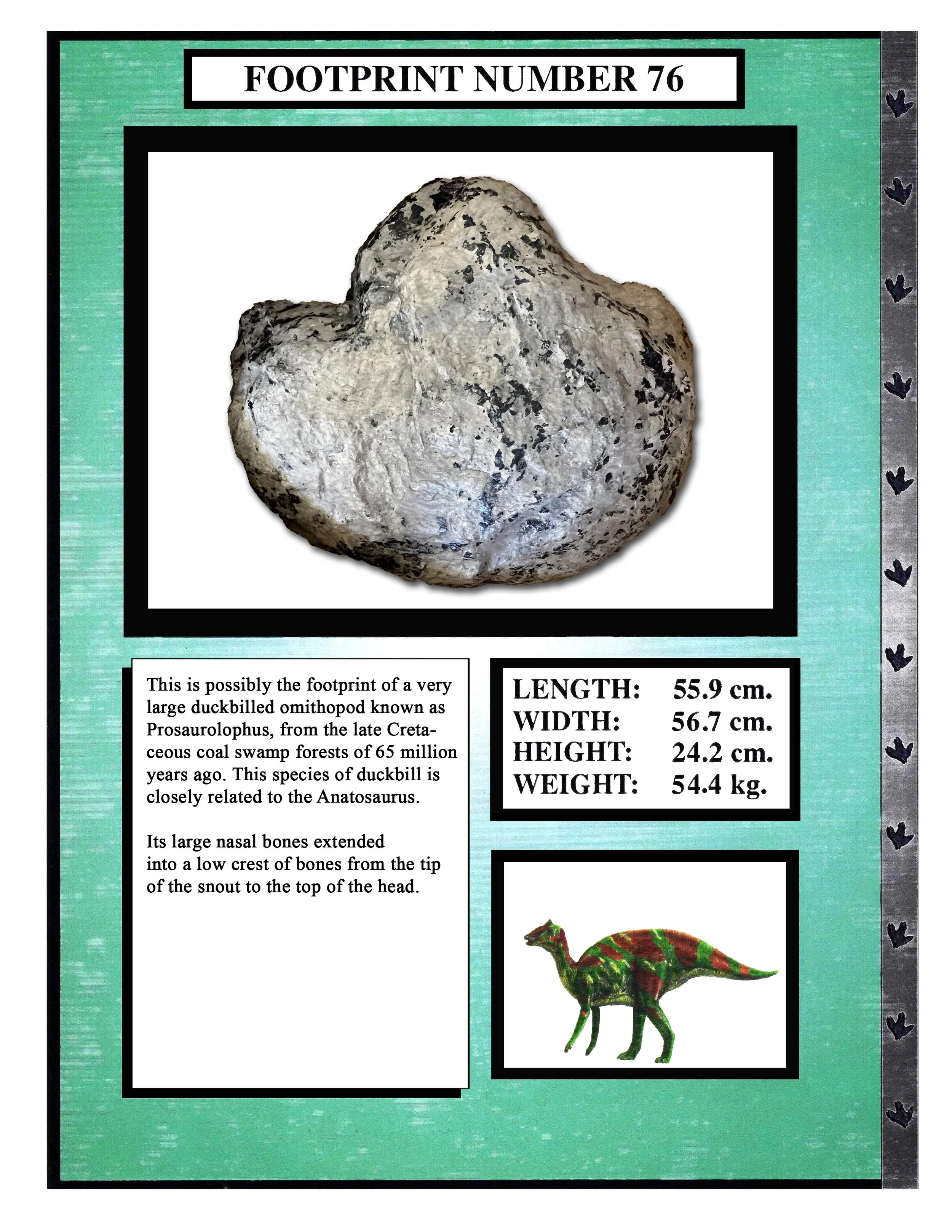 Prosaurolophus #76