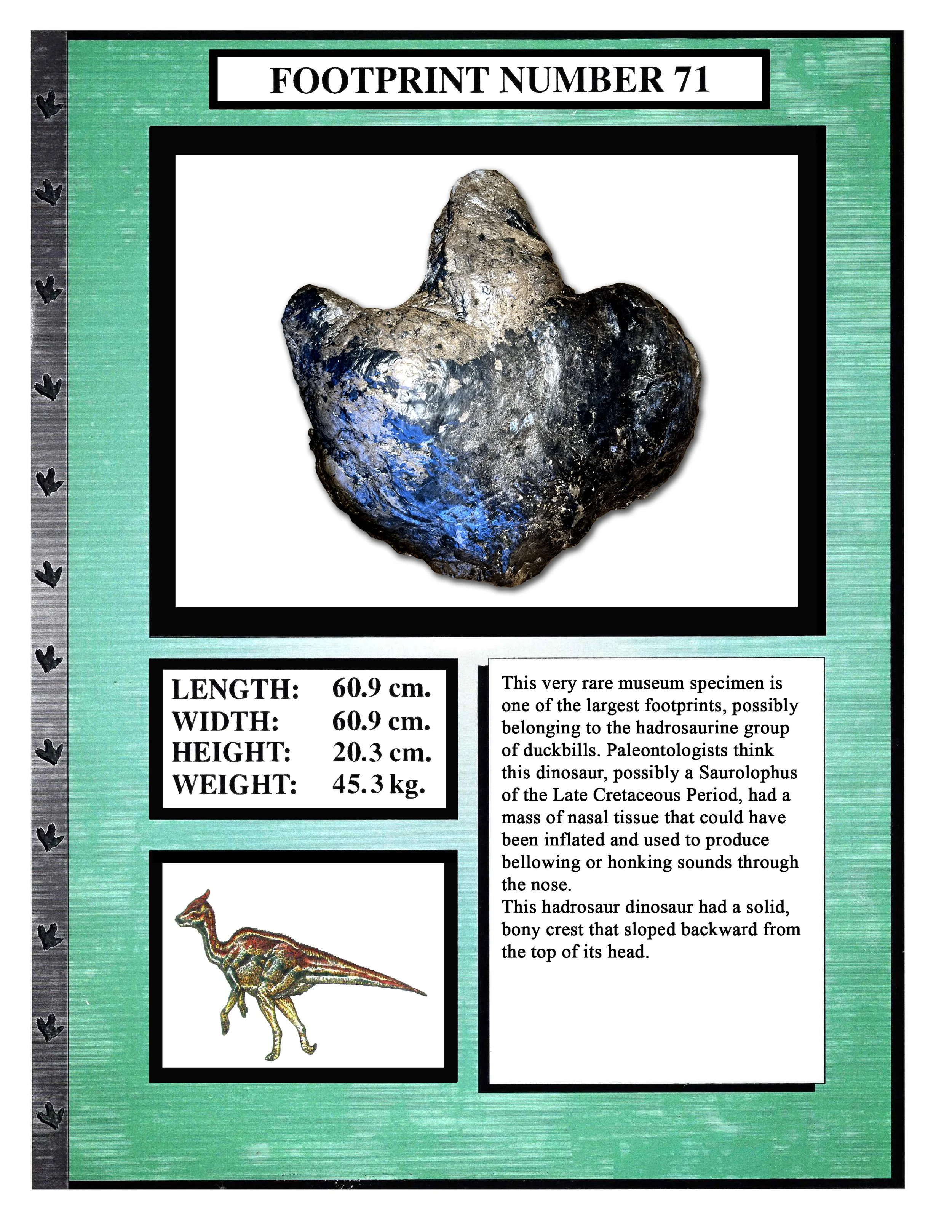 Saurolophus #71