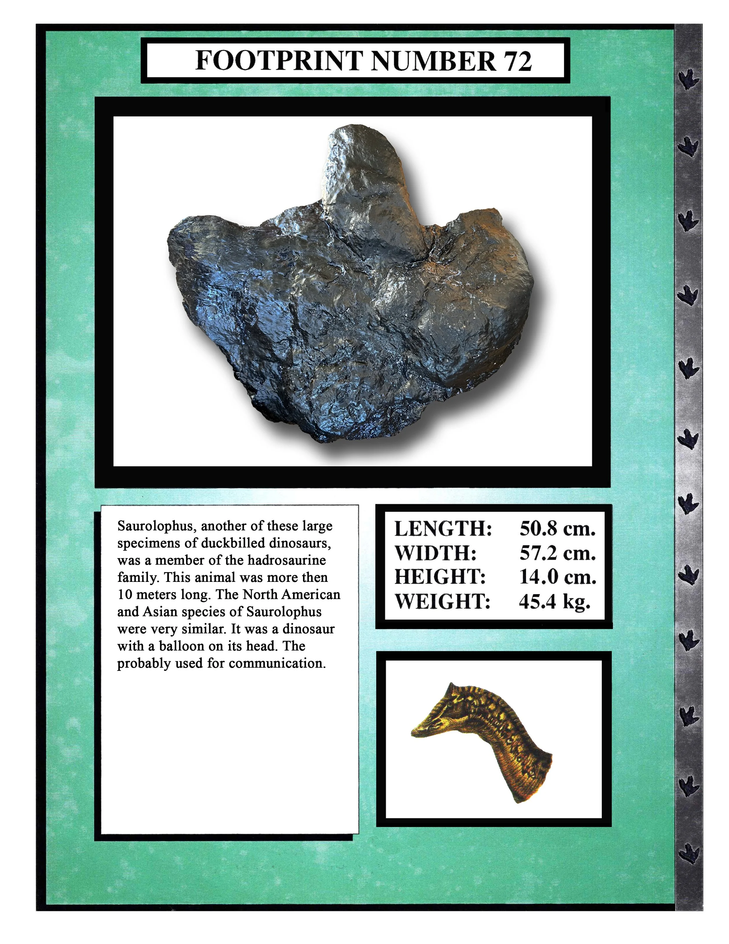 Saurolophus #72
