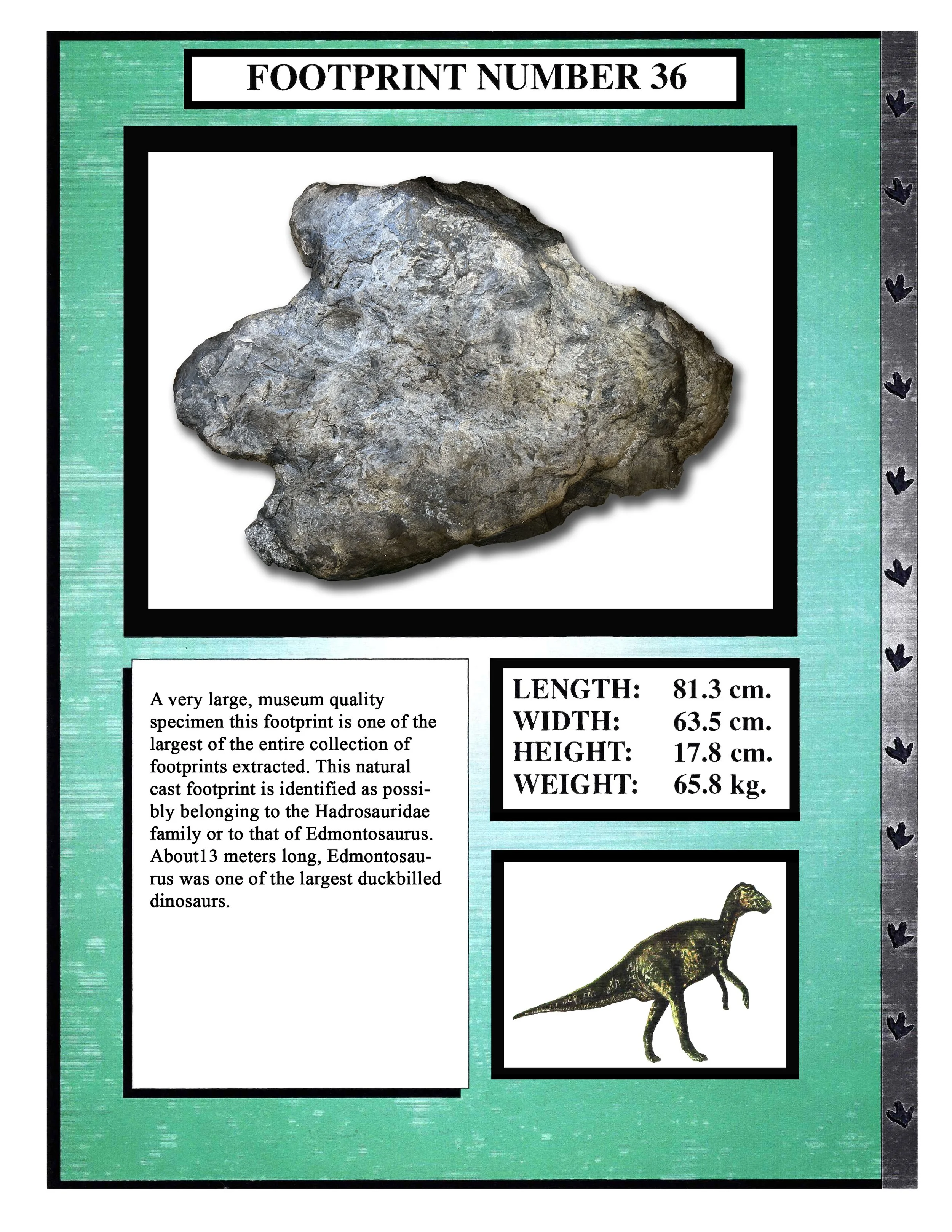 Edmontosaurus #36