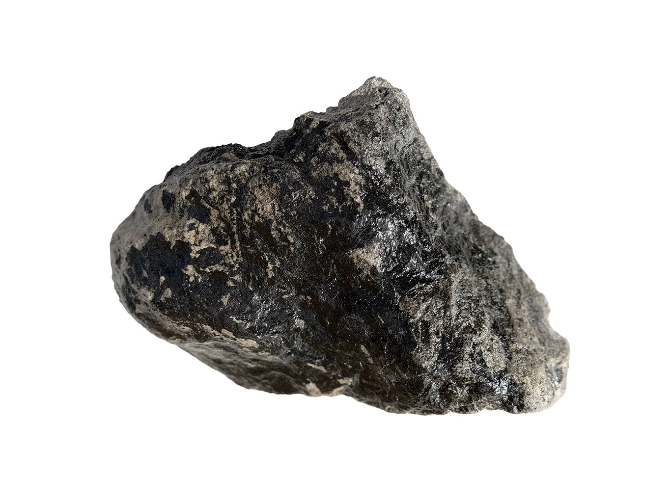 Albertosaurs Digit #2