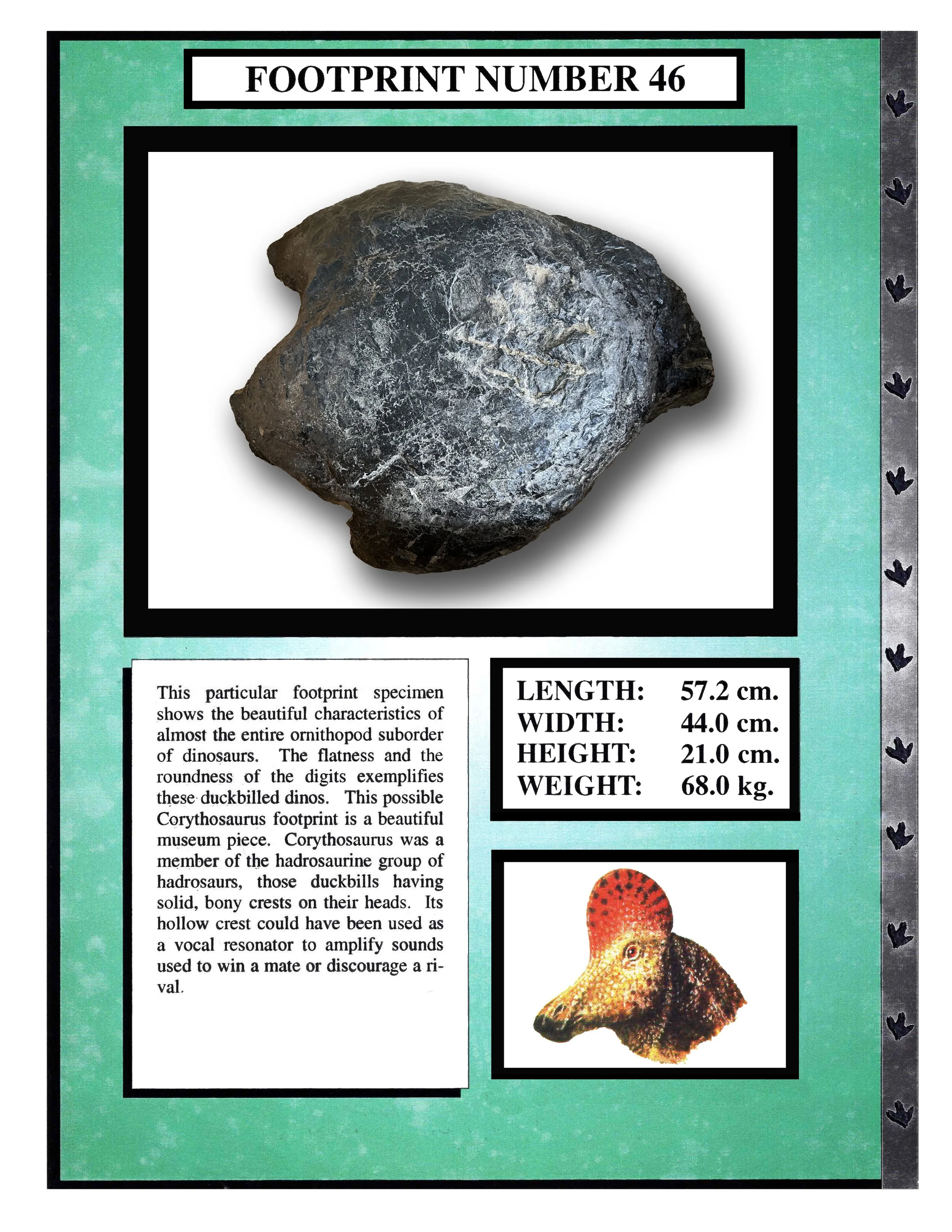 Corythosaurus #46