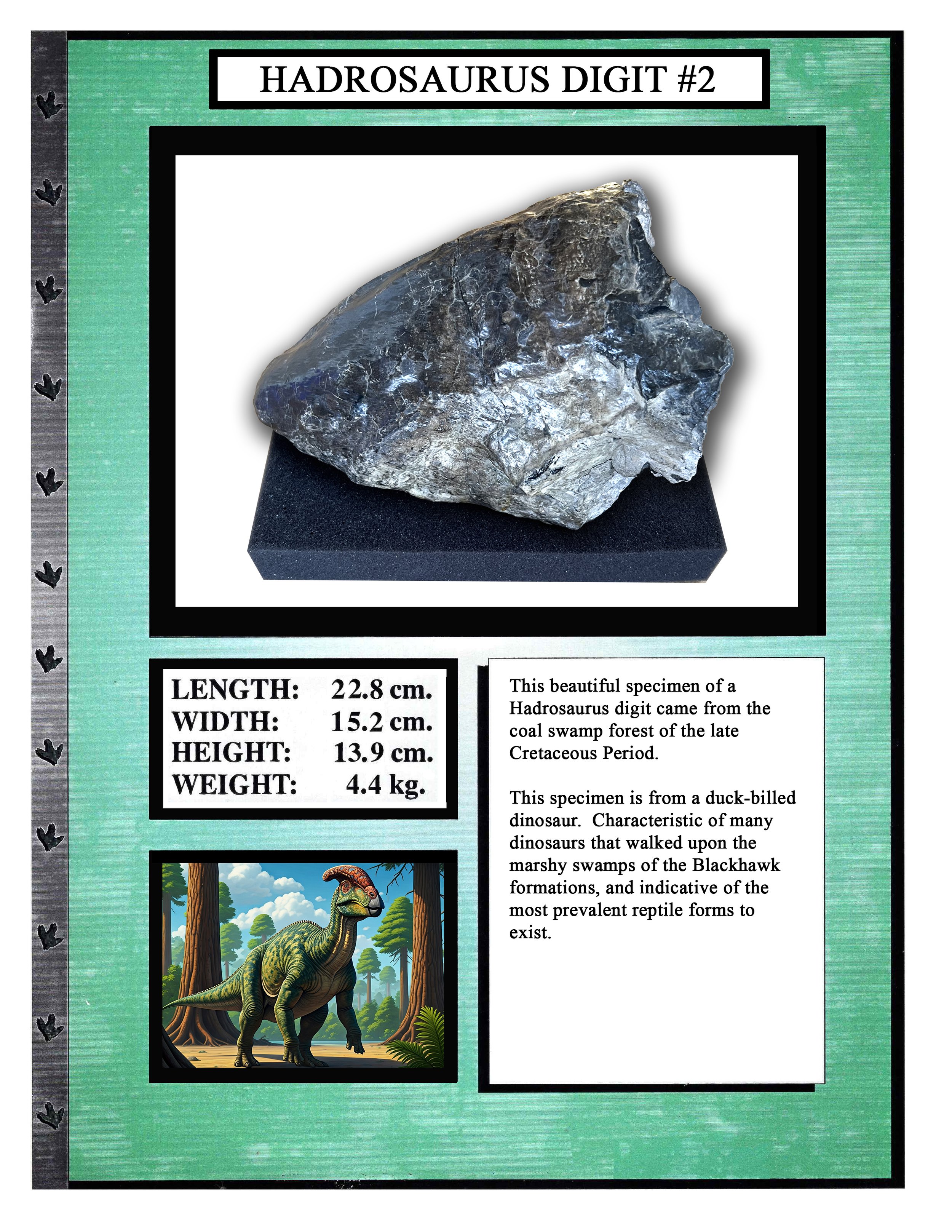 Hadrosaurus Digit #2