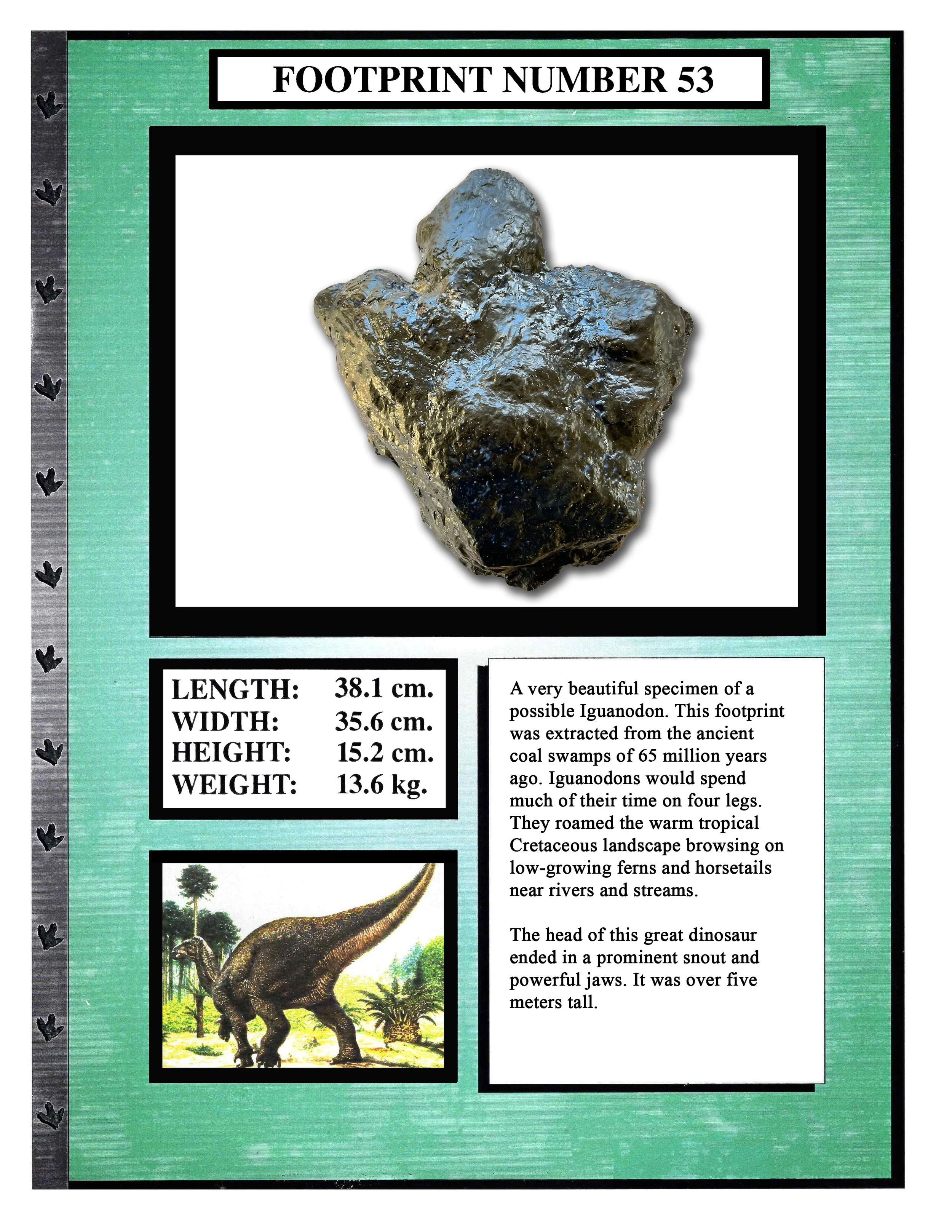 Iguanodon #53