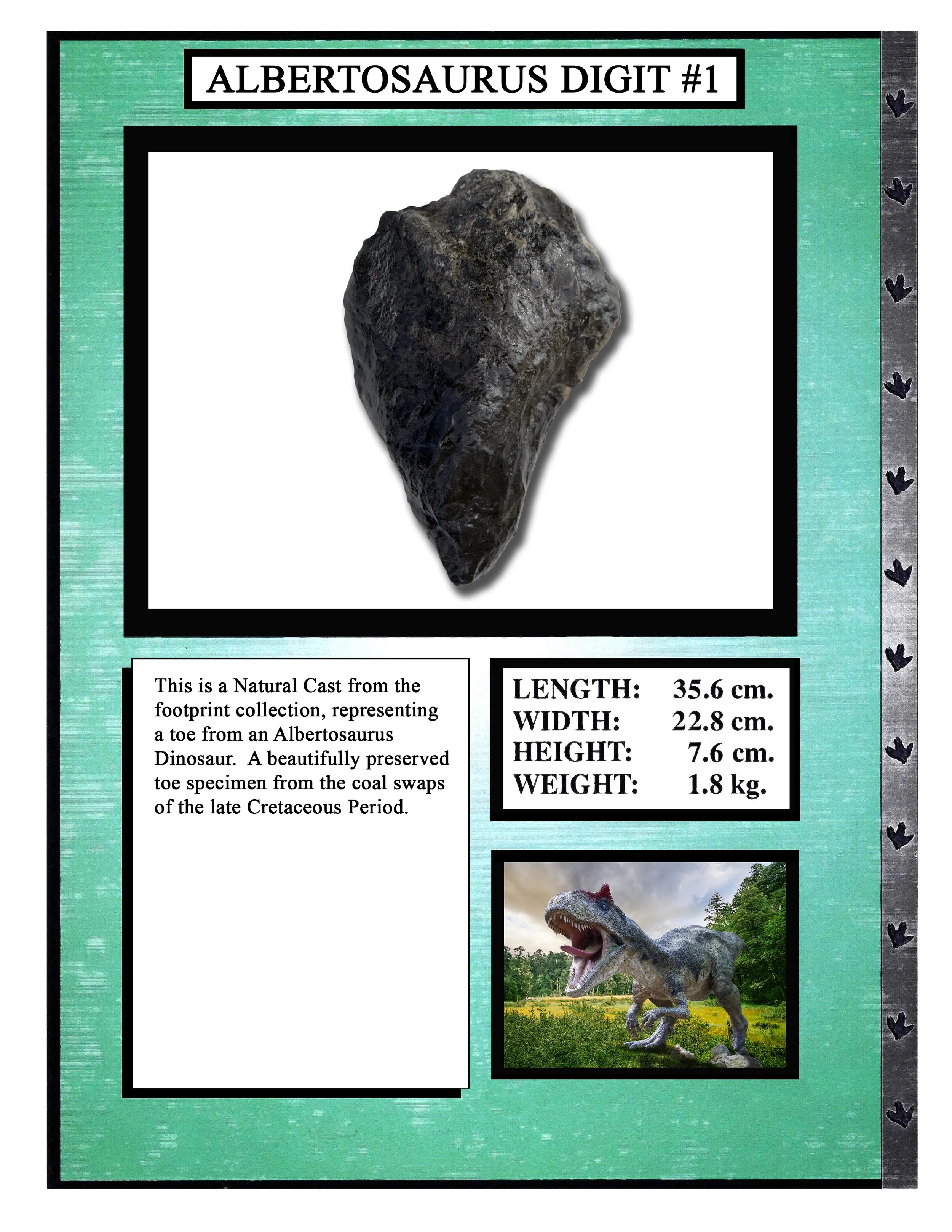 Albertosaurus Digit #1