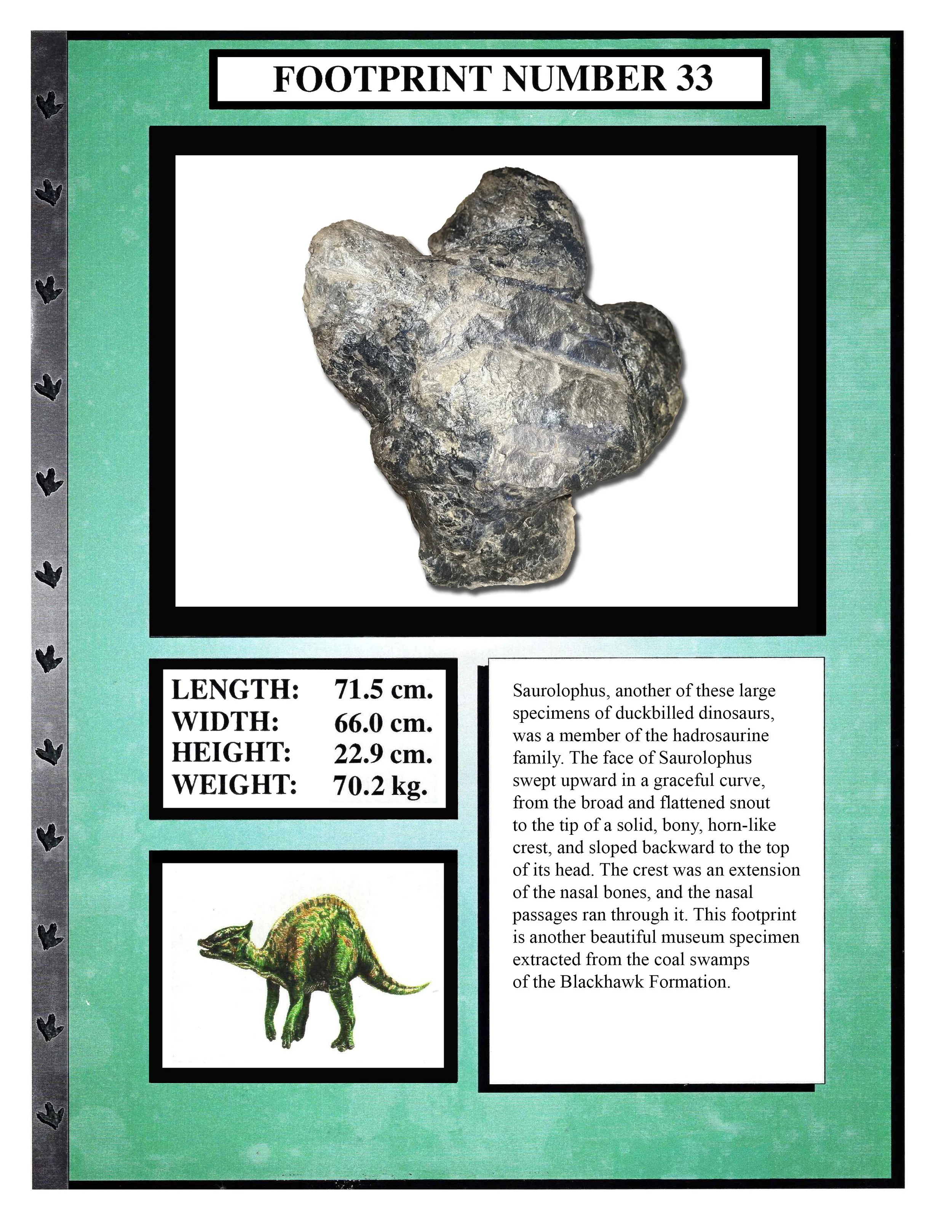 Saurolophus #33