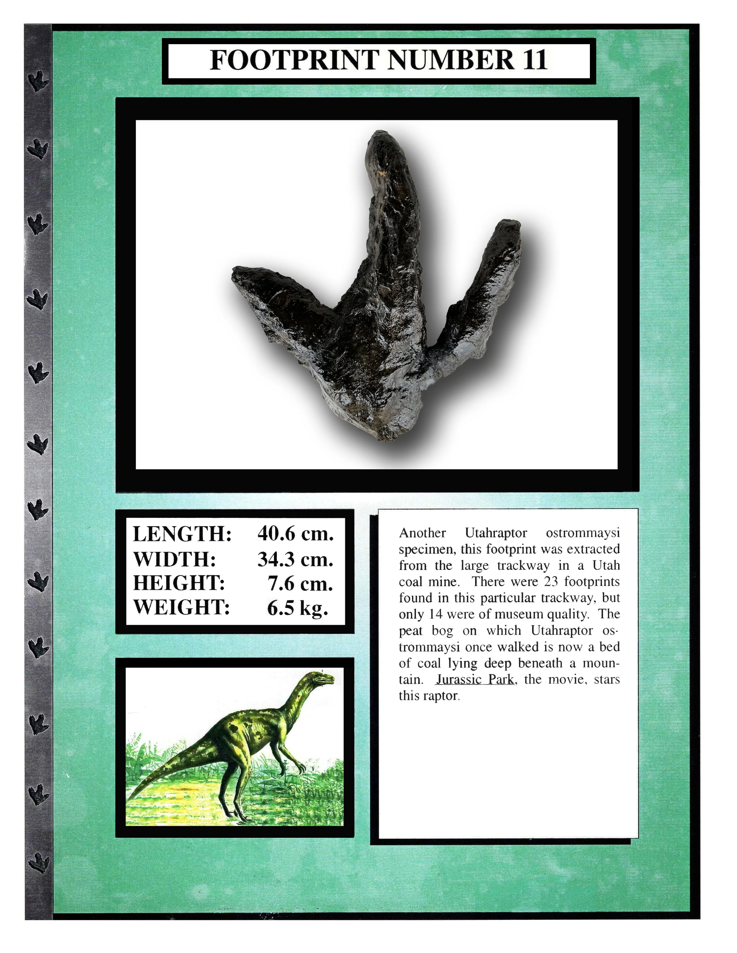 Utahraptor #11