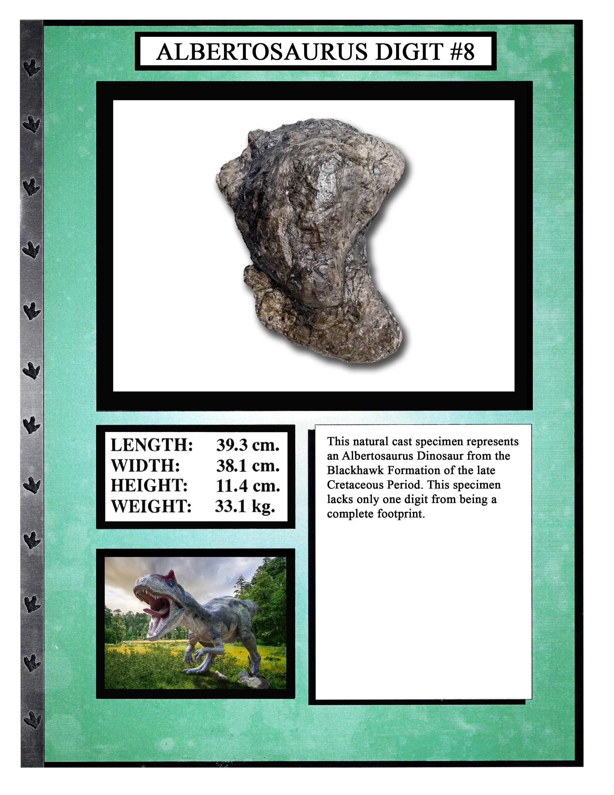 Albertosaurus Toe #8