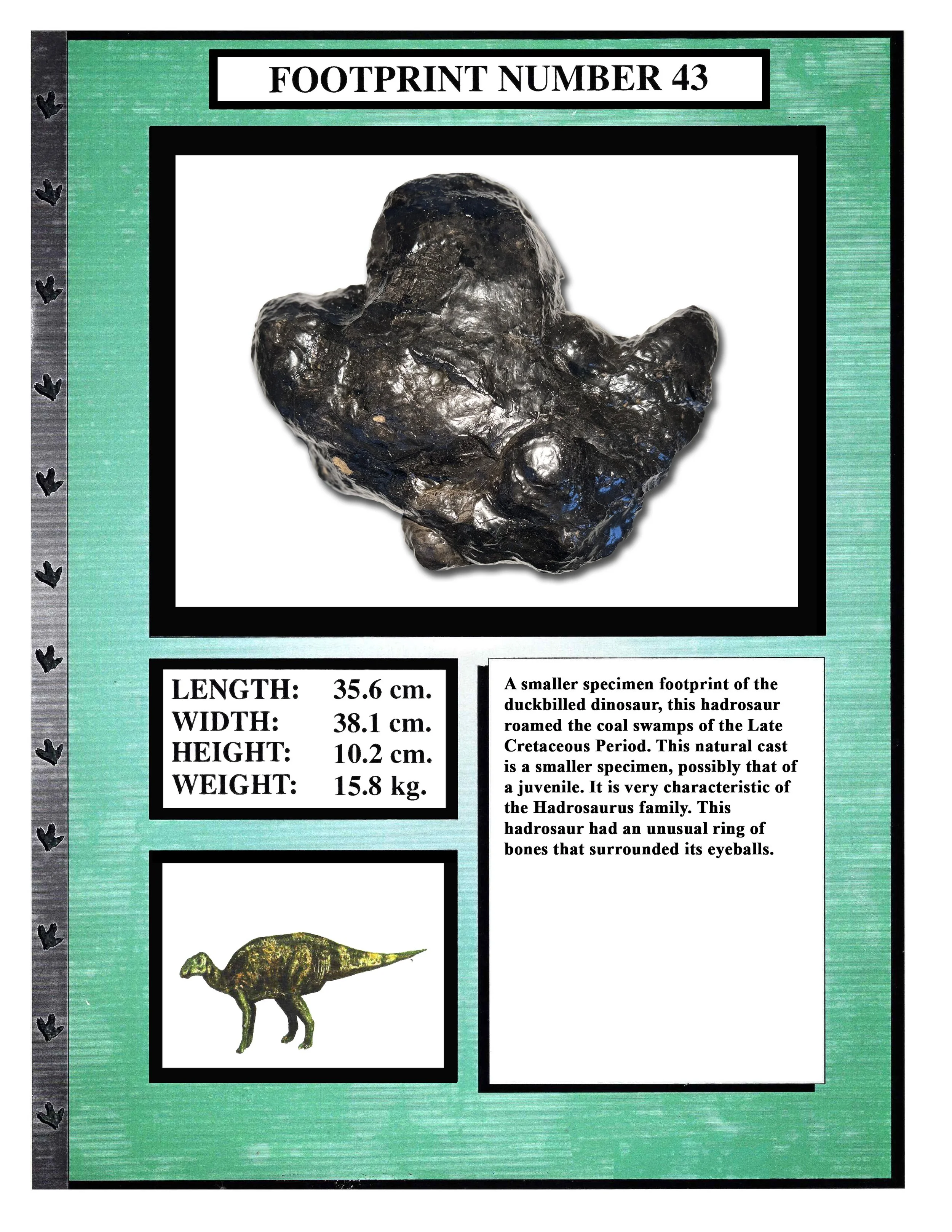 Hadrosaurus #43