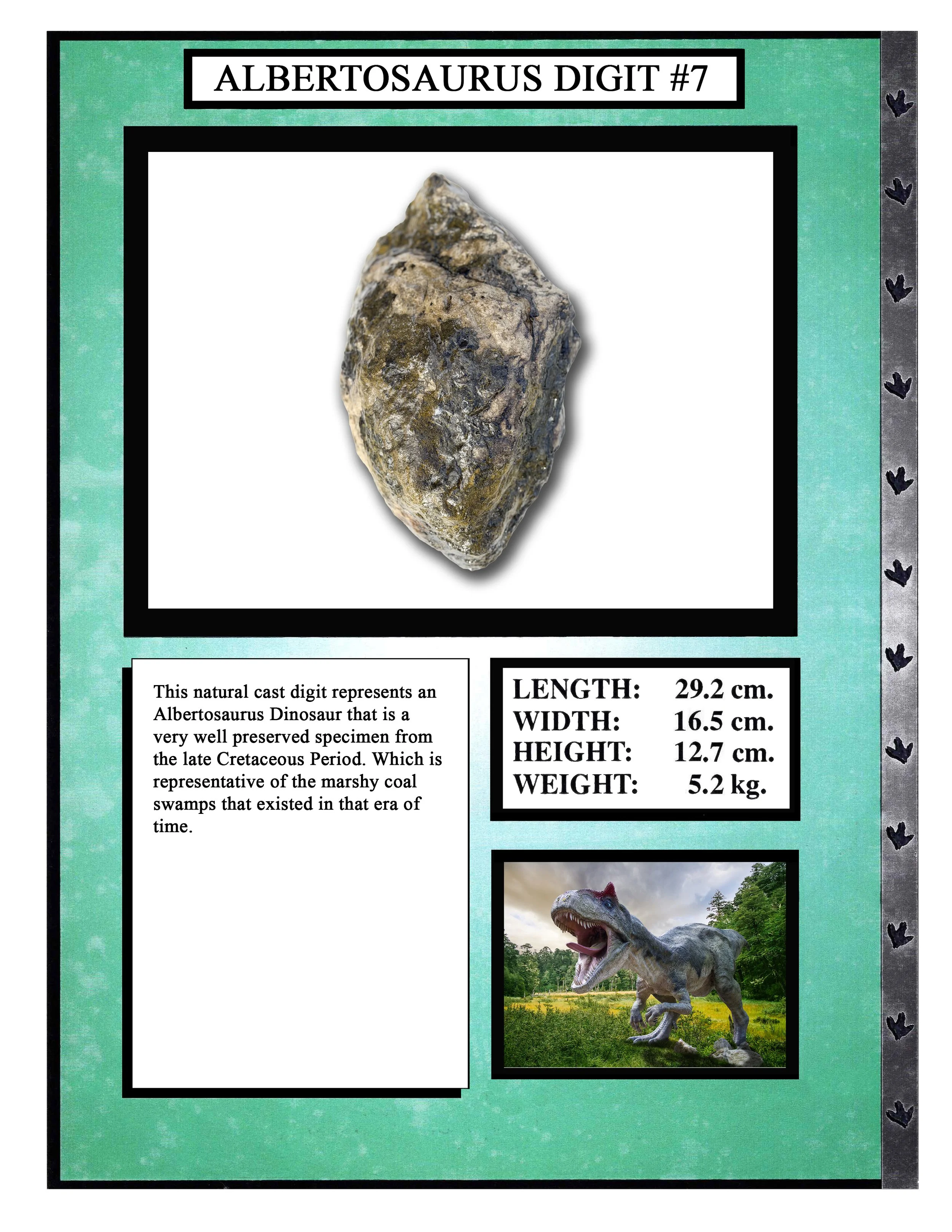 Albertosaurs Digit #7