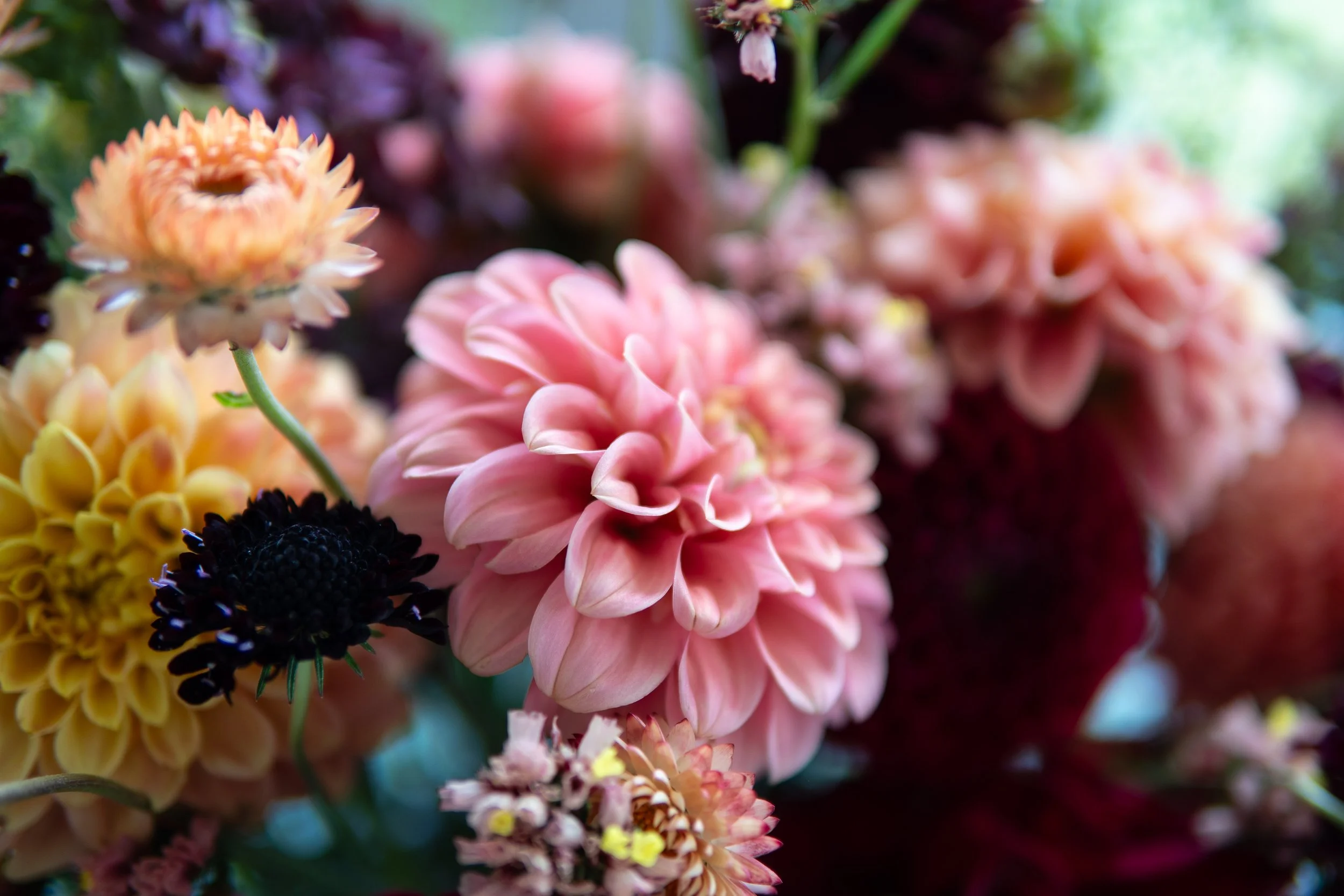 Weekly Bloom Bucket Subscription