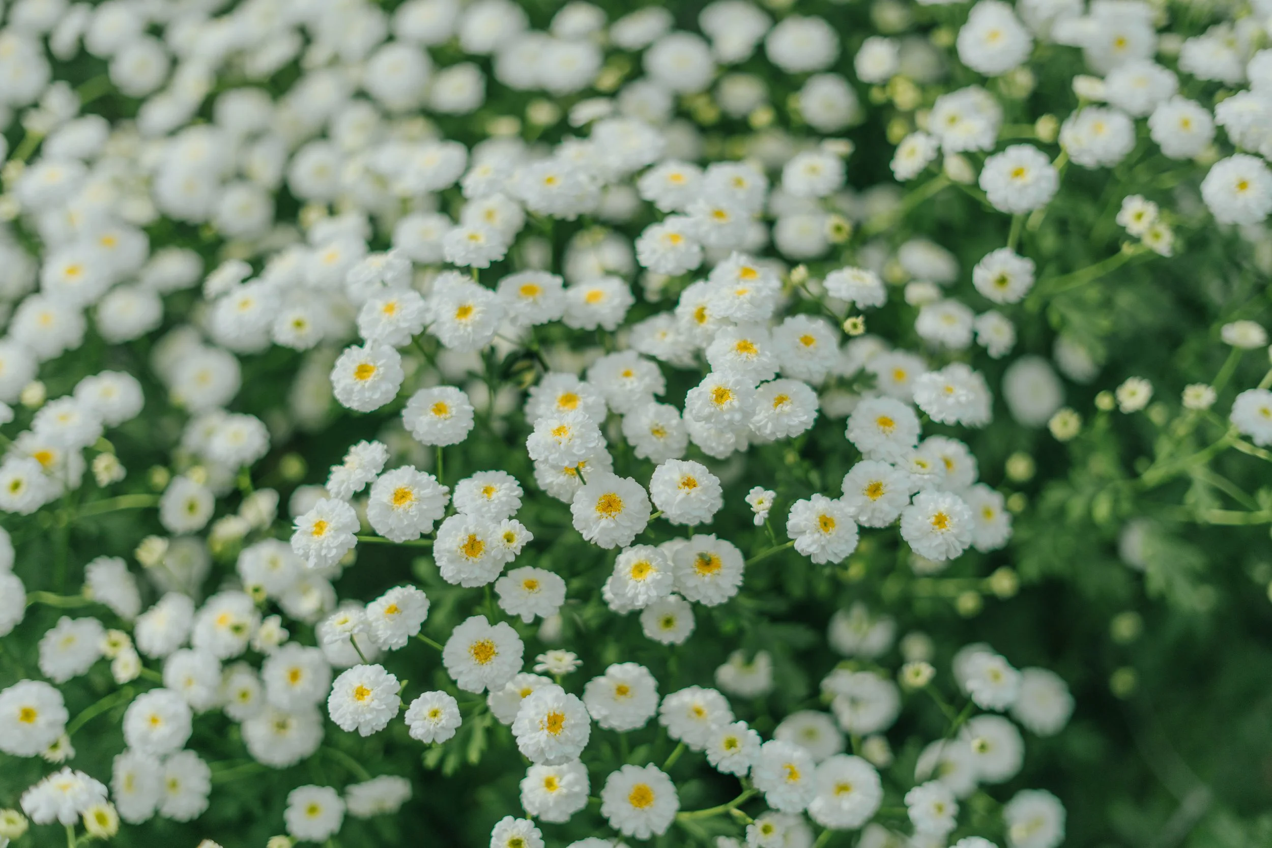 Copy of 7IV01607.jpg