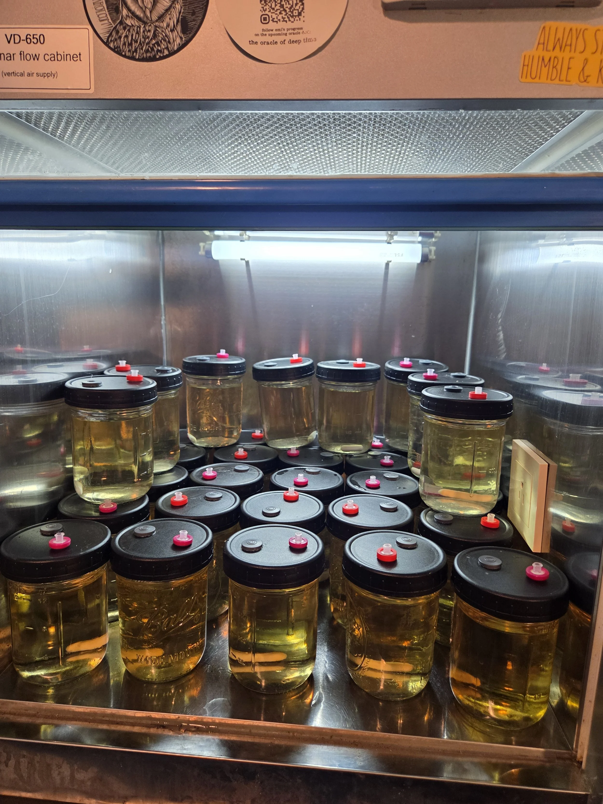 Liquid culture jars 400ml