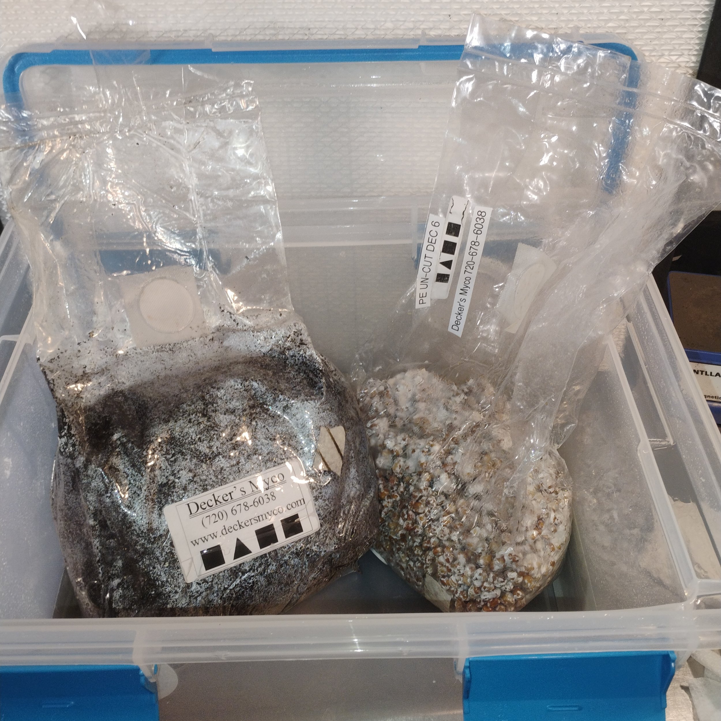 Full monotub grow kits