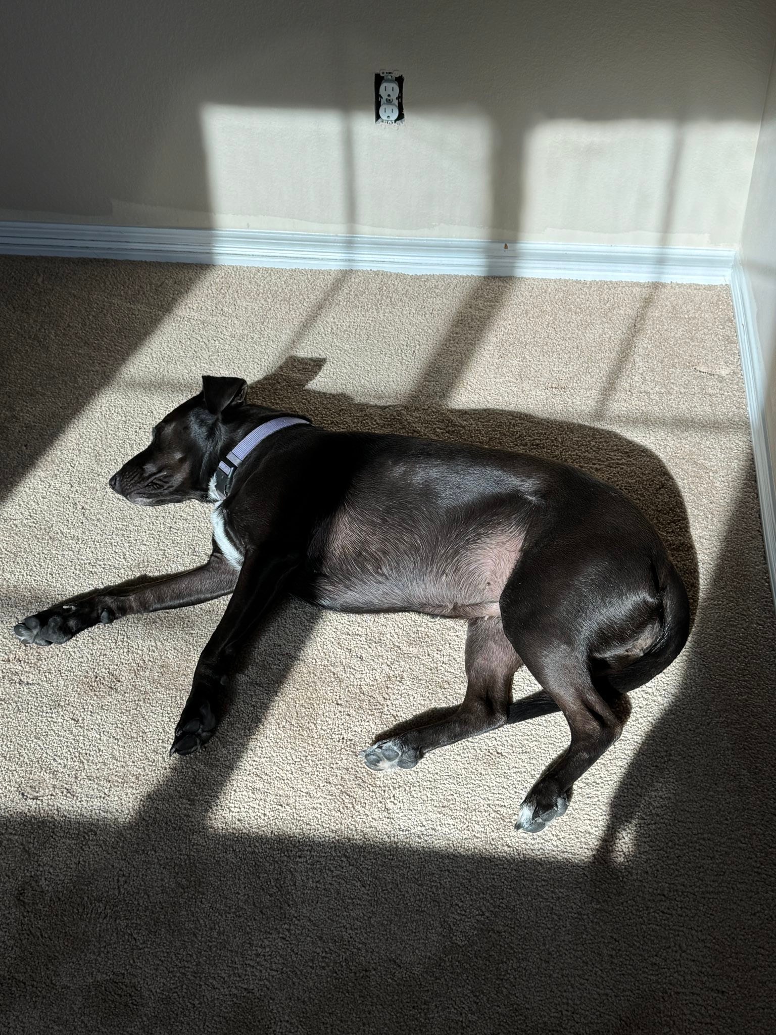 I can multitask while painting, I can also watch Redzone. Bella? She is no help.