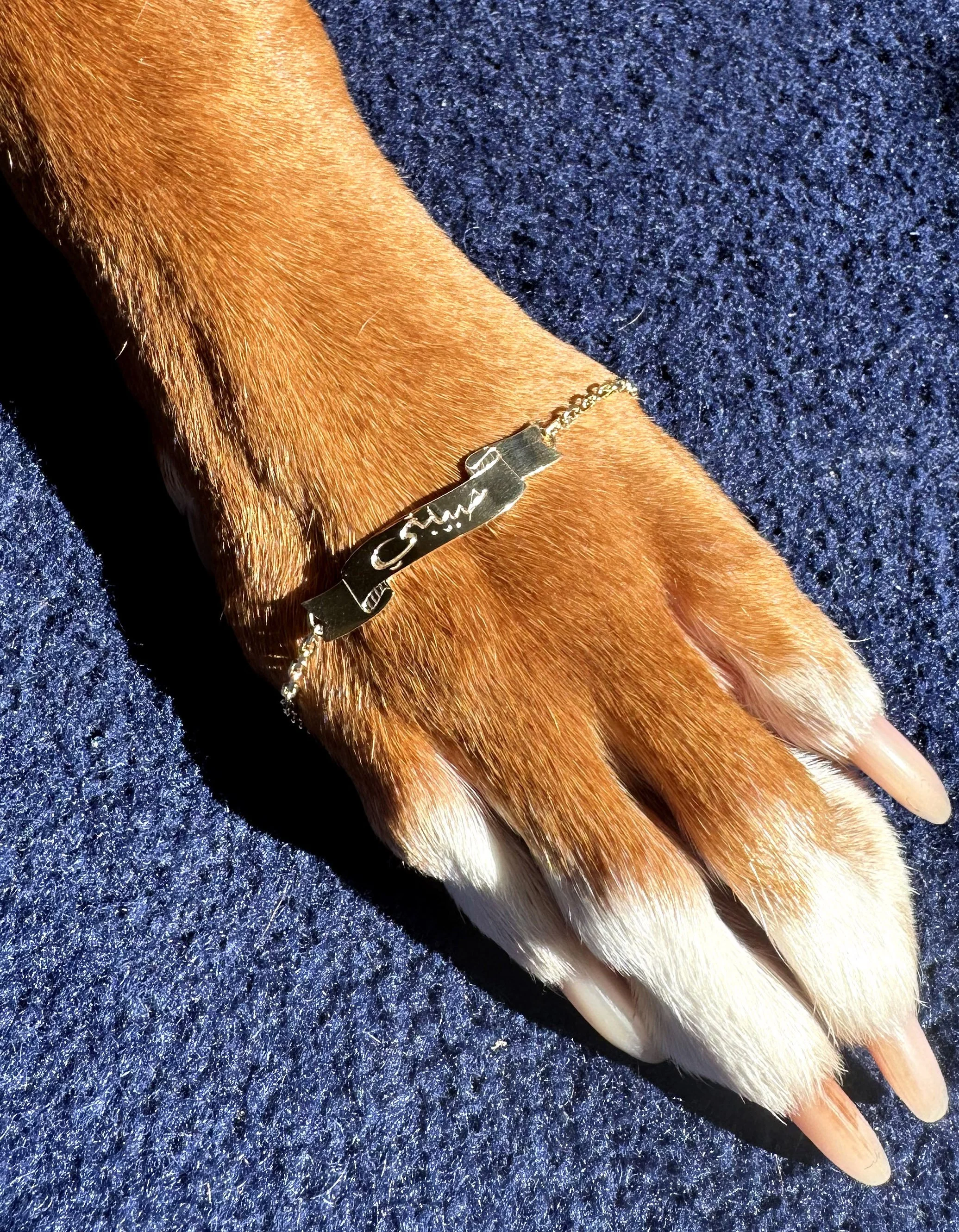 A dog's paw with reddish-brown fur, white fur on the toes, and a silver chain bracelet with a nameplate.