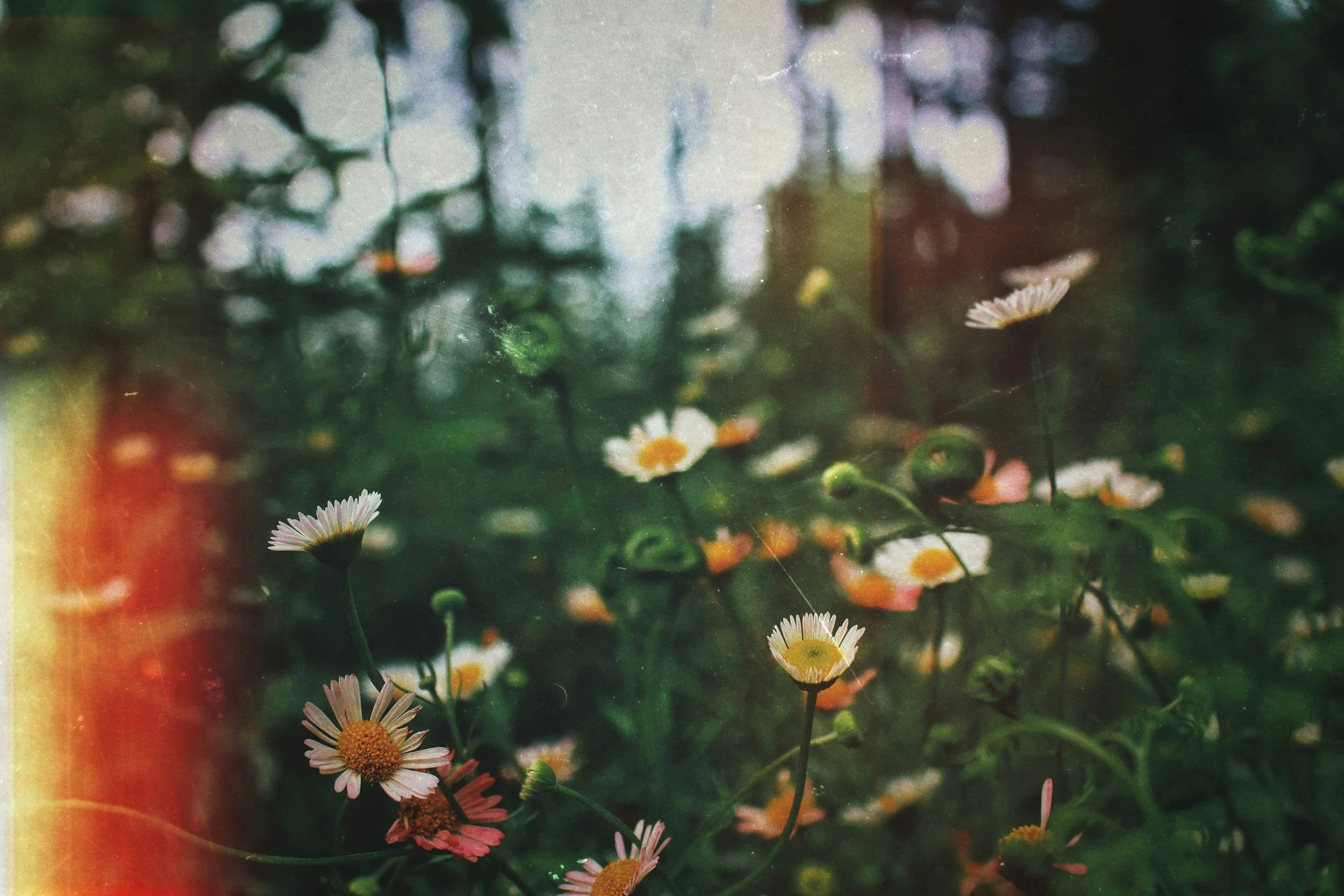close up of pink and white drought tolerant native daisies