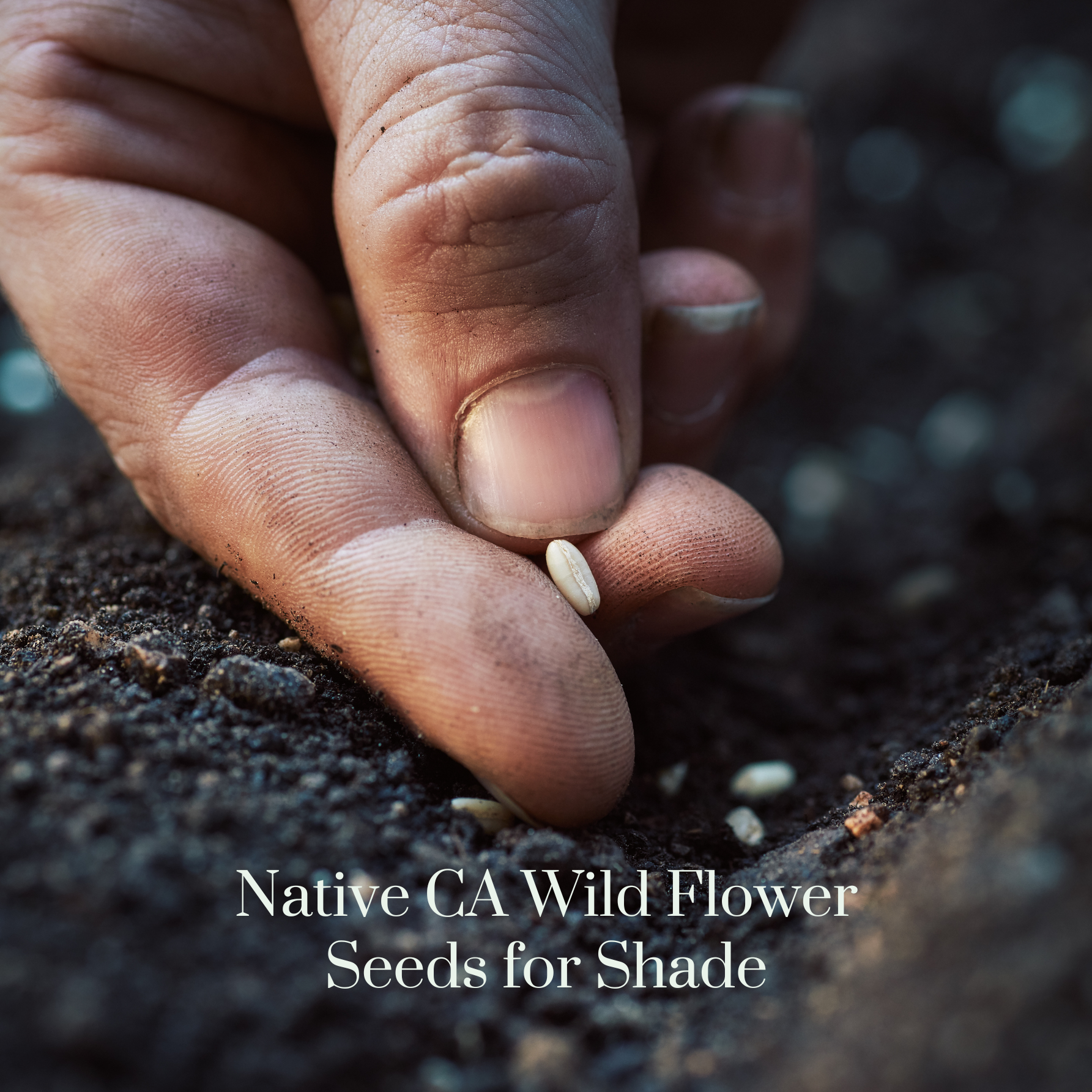 Wildflower CA Seeds Shady.png
