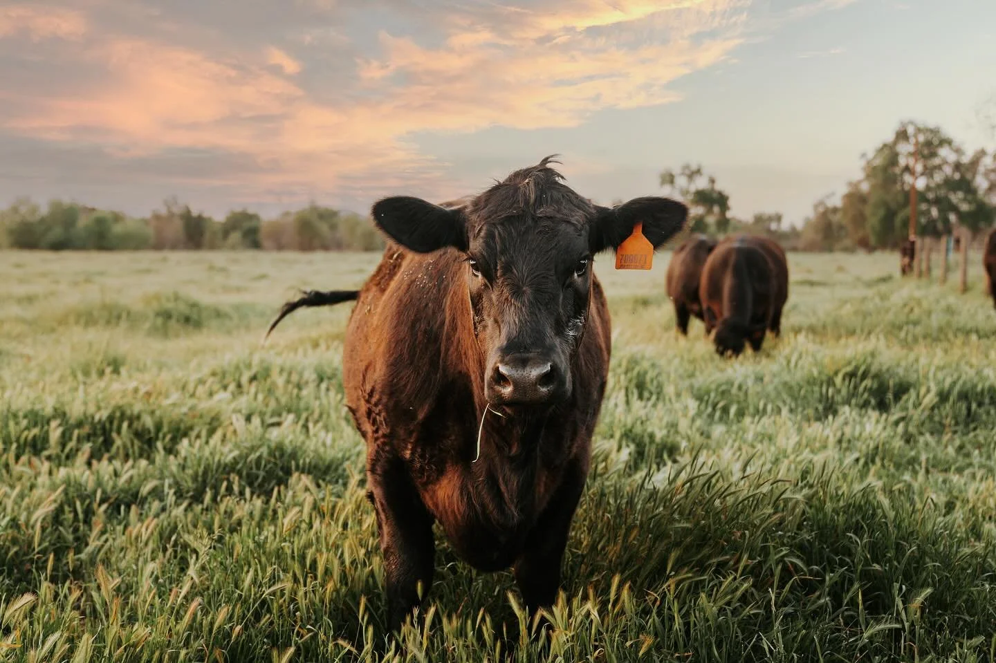 Loving where you live means loving cows, right?🐮