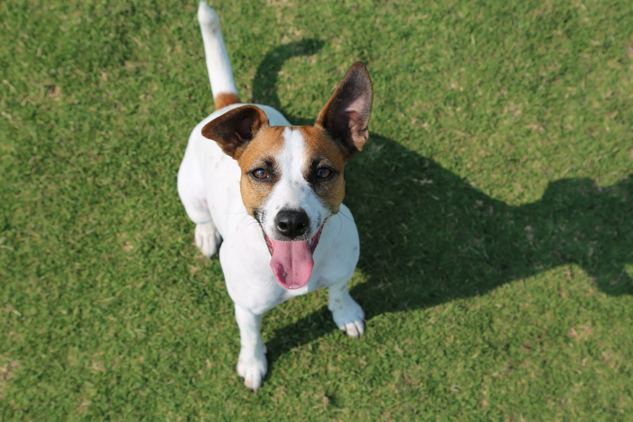 A joyful Jack Russell Terrier mix dog with white and brown fur, sitting on green grass, looking up with tongue out.