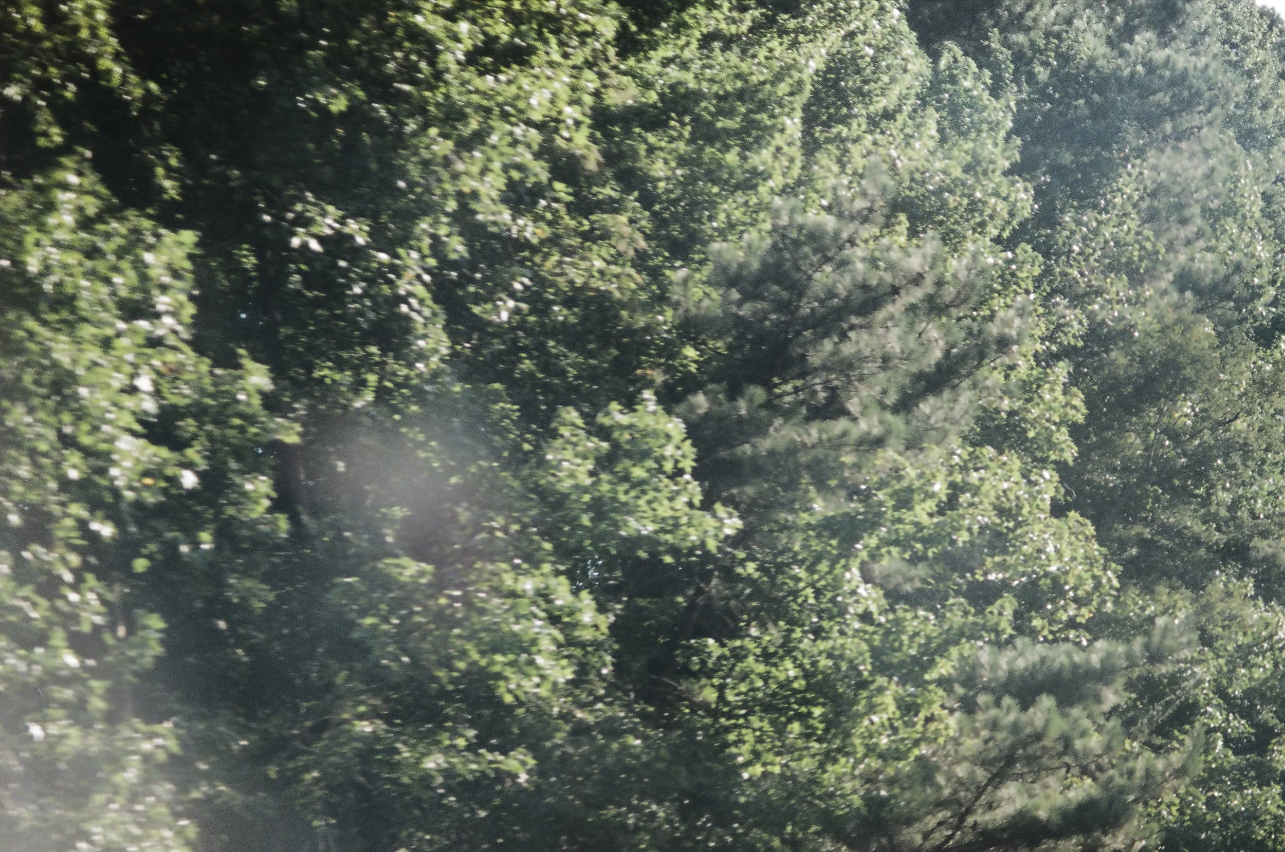 north carolina-7.jpg