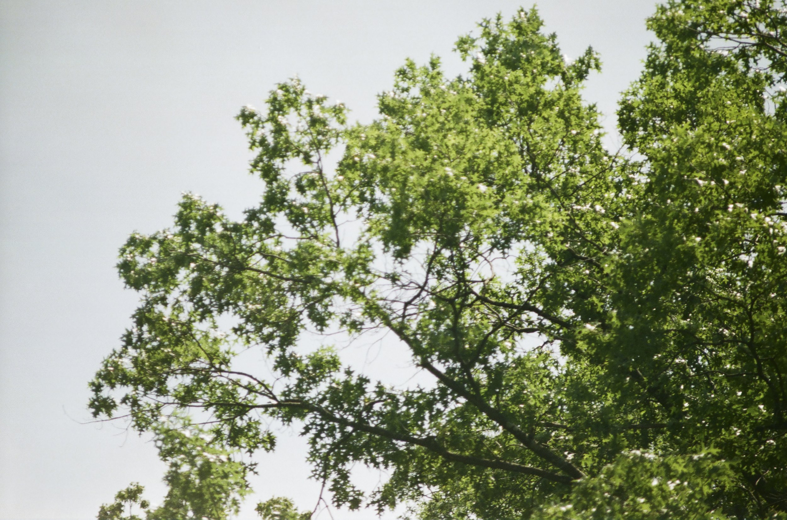 blacksburg final-16.jpg