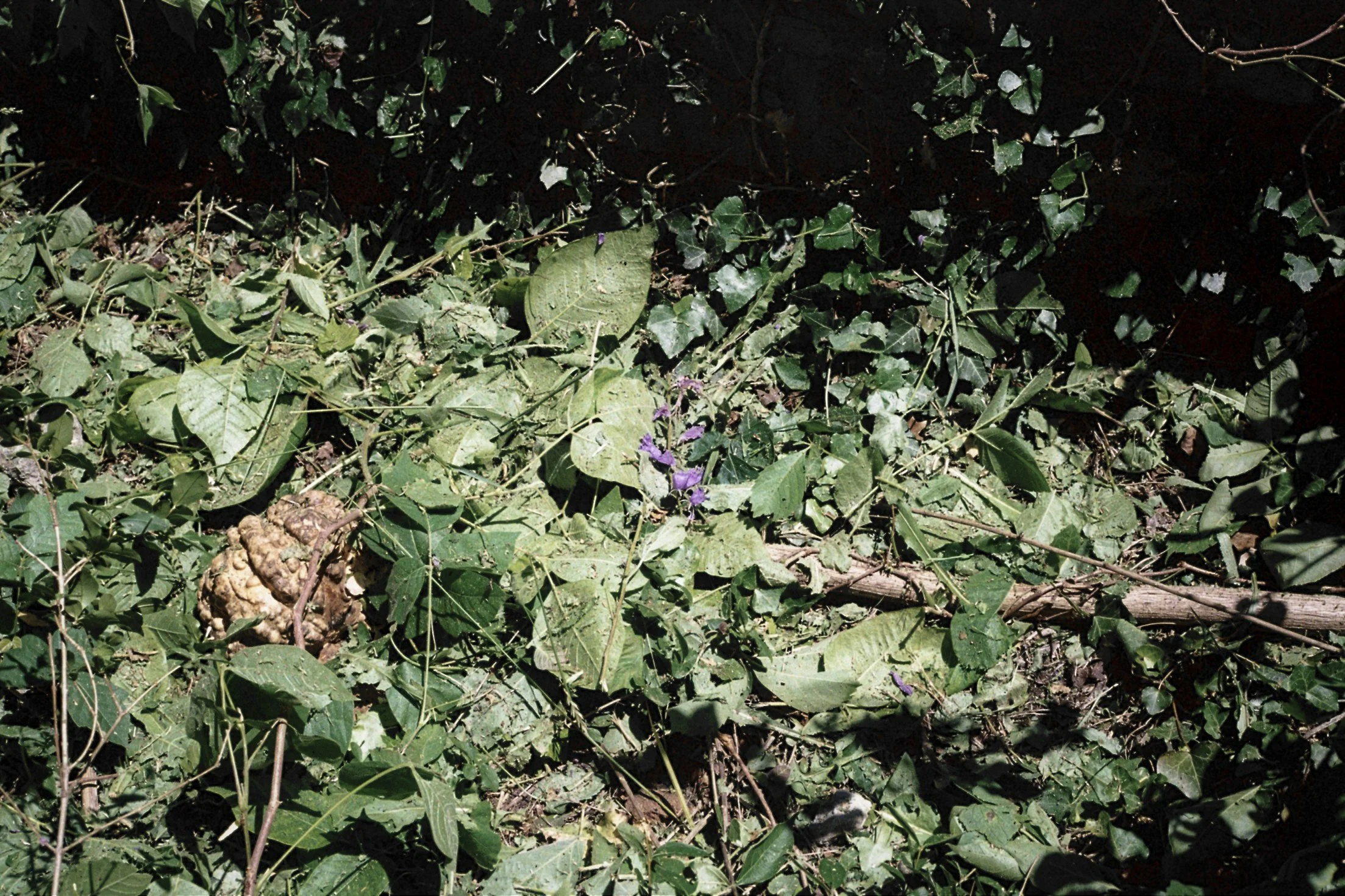 lingering-7.jpg