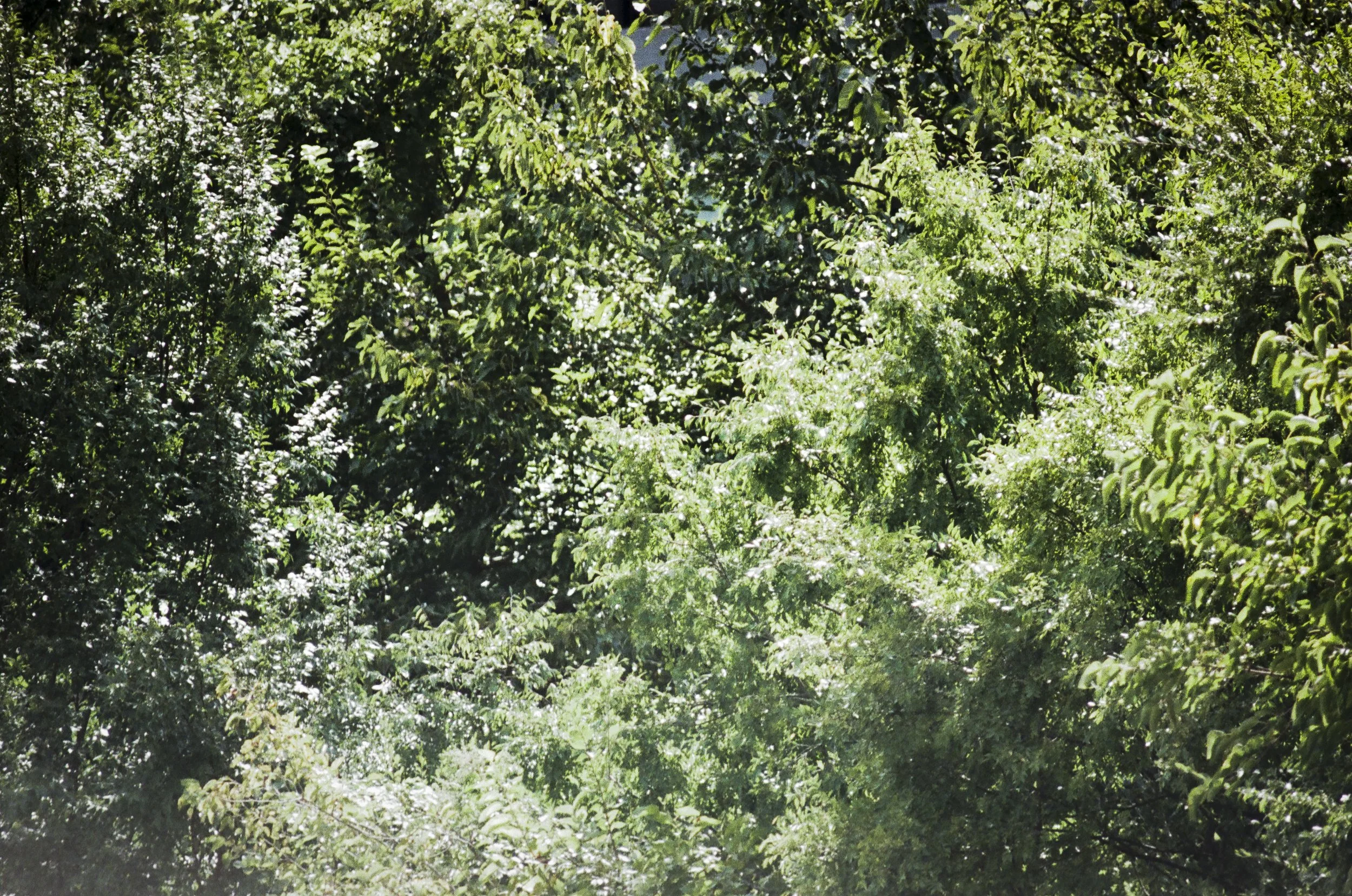 north carolina-33.jpg