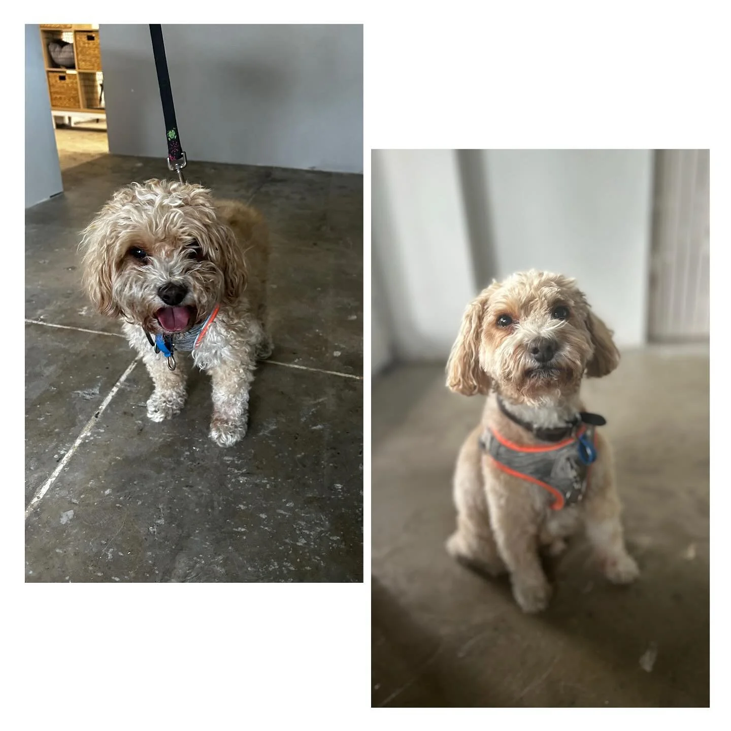 Nothing like a good old before and after. This older gentlemen came in for a spruce up. This sweet man did such a good job and was very patient. We can&rsquo;t wait to have him back again. #cavoodle#doggrooming#bayswater#tripletailgrooming