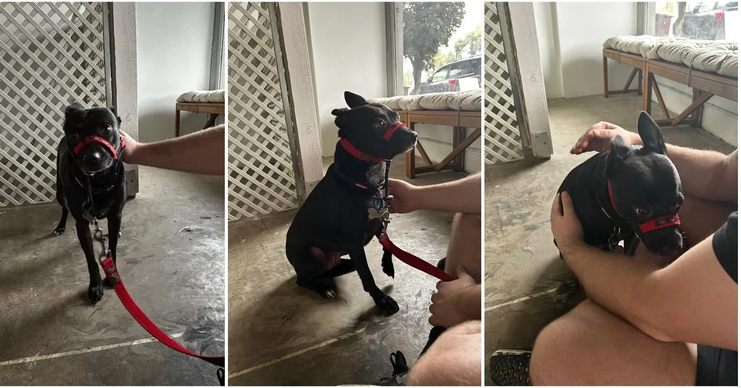 Meet Lexi, she&rsquo;s a very timid girl. Sometimes it&rsquo;s about creating a positive experience above all else. Lots of cuddles and rewards for this young lady. 10/10 for being so brave #doggrooming#rescuedog#tripletailgrooming