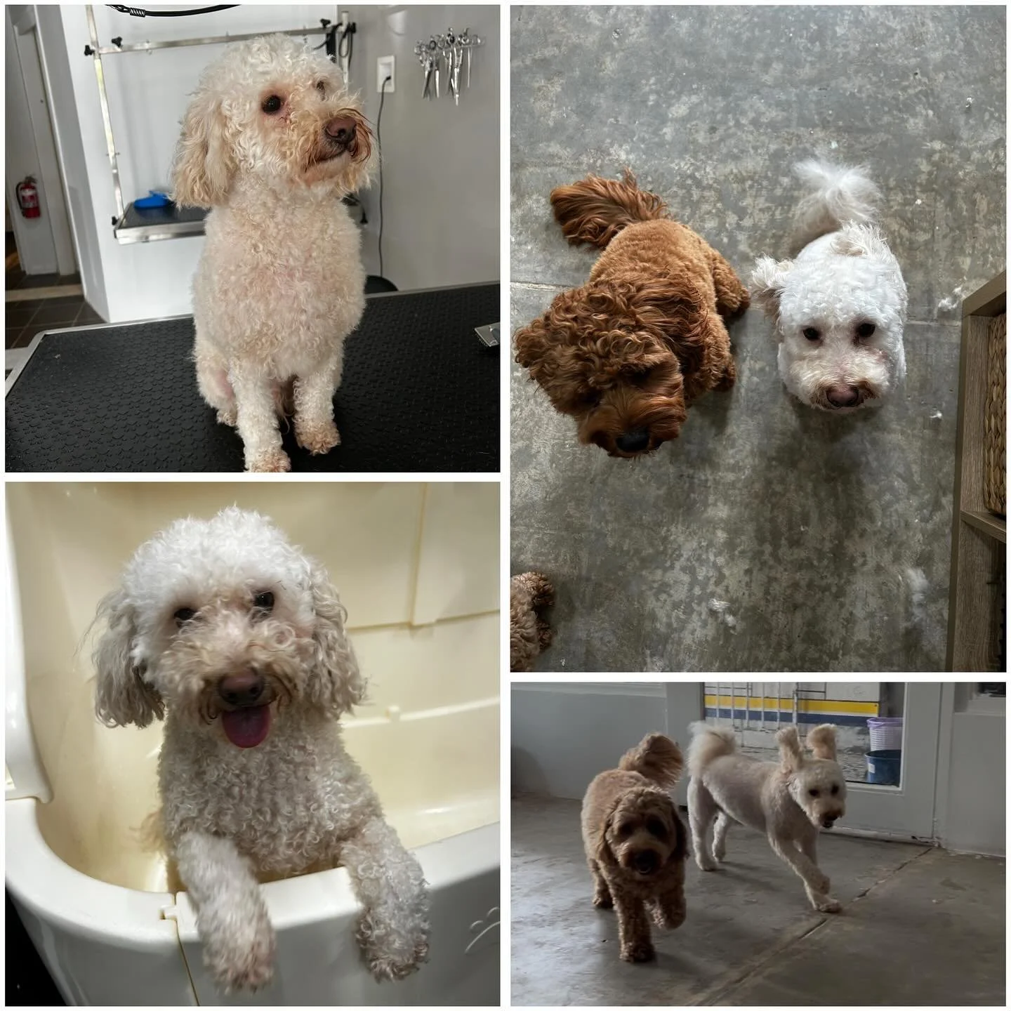 This handsome devil happens to be one of our favourite boys. He&rsquo;s an absolute character and was such a good boy. Easily a top candidate for best dog ever to have his nails clipped. Inserted is a picture of what we can only assume is Loki jumpin